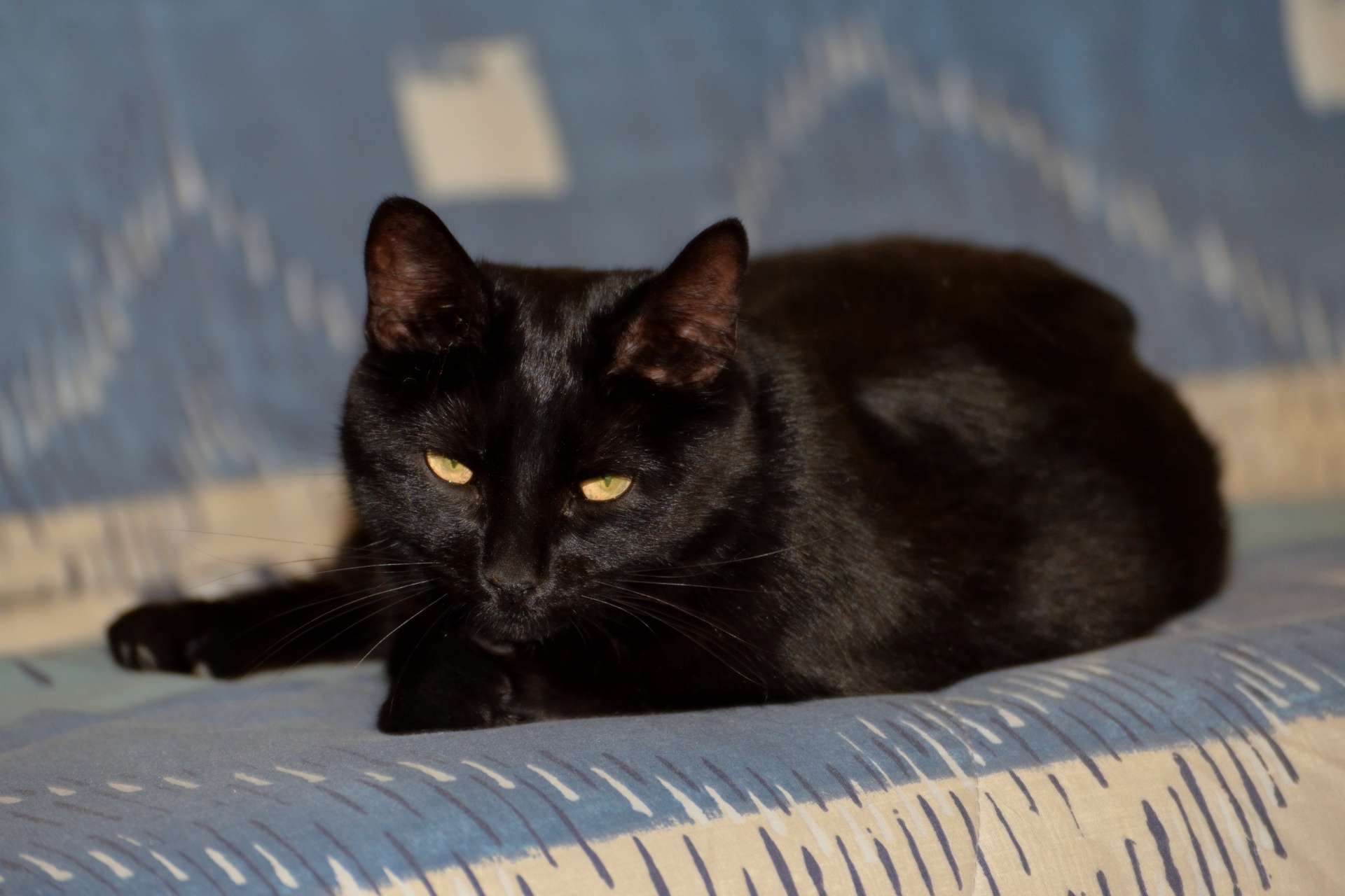 Black Cat Lying On A Couch