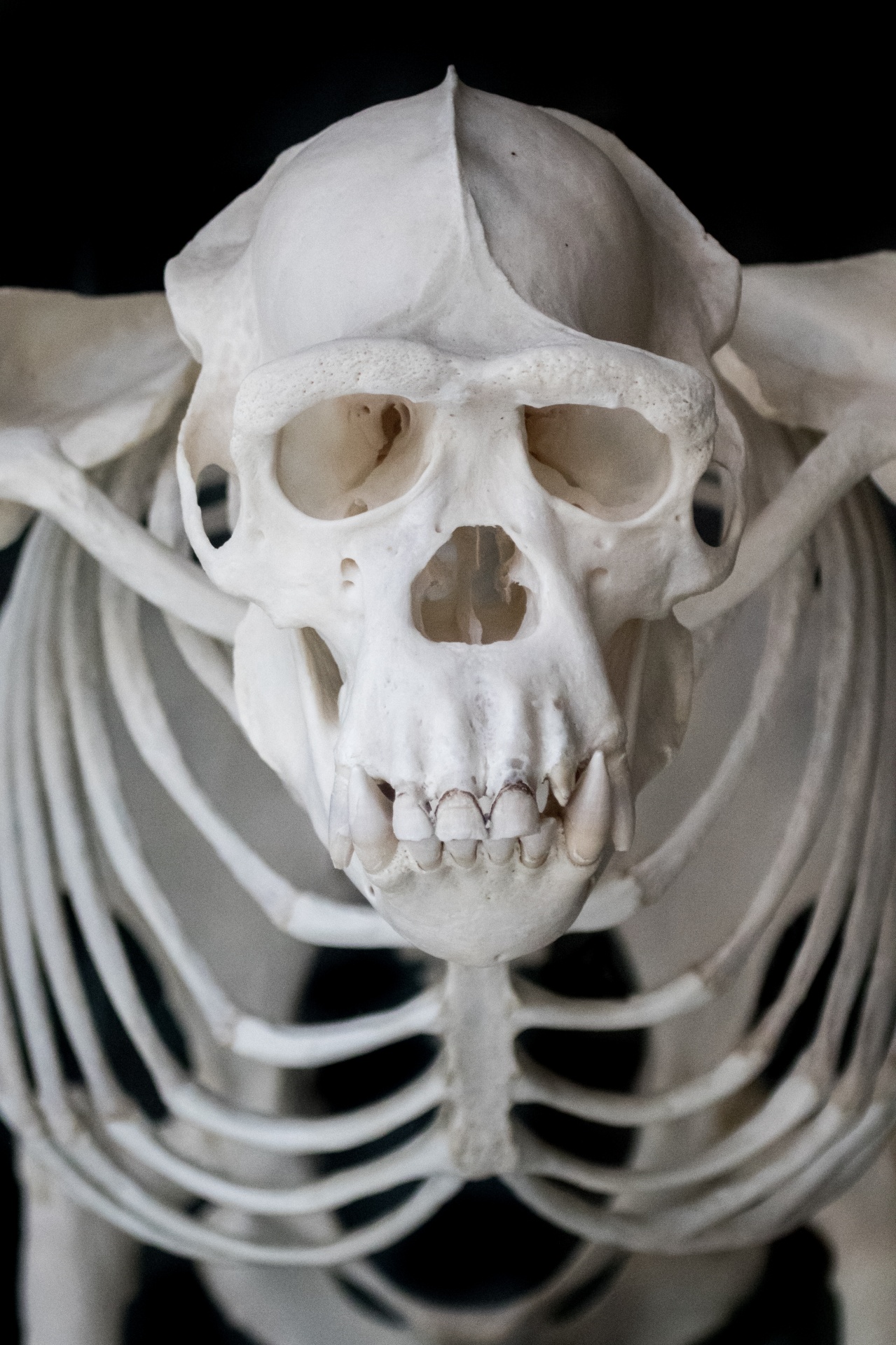 Chimpanzee Skeleton