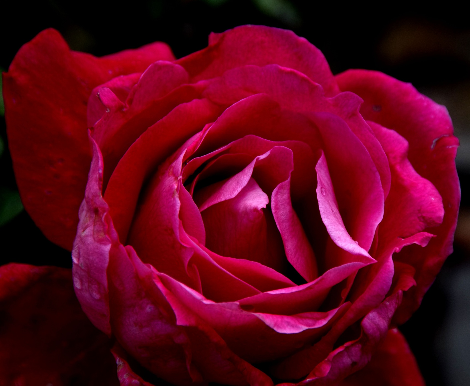 Close-up Of Dark Pink Rose