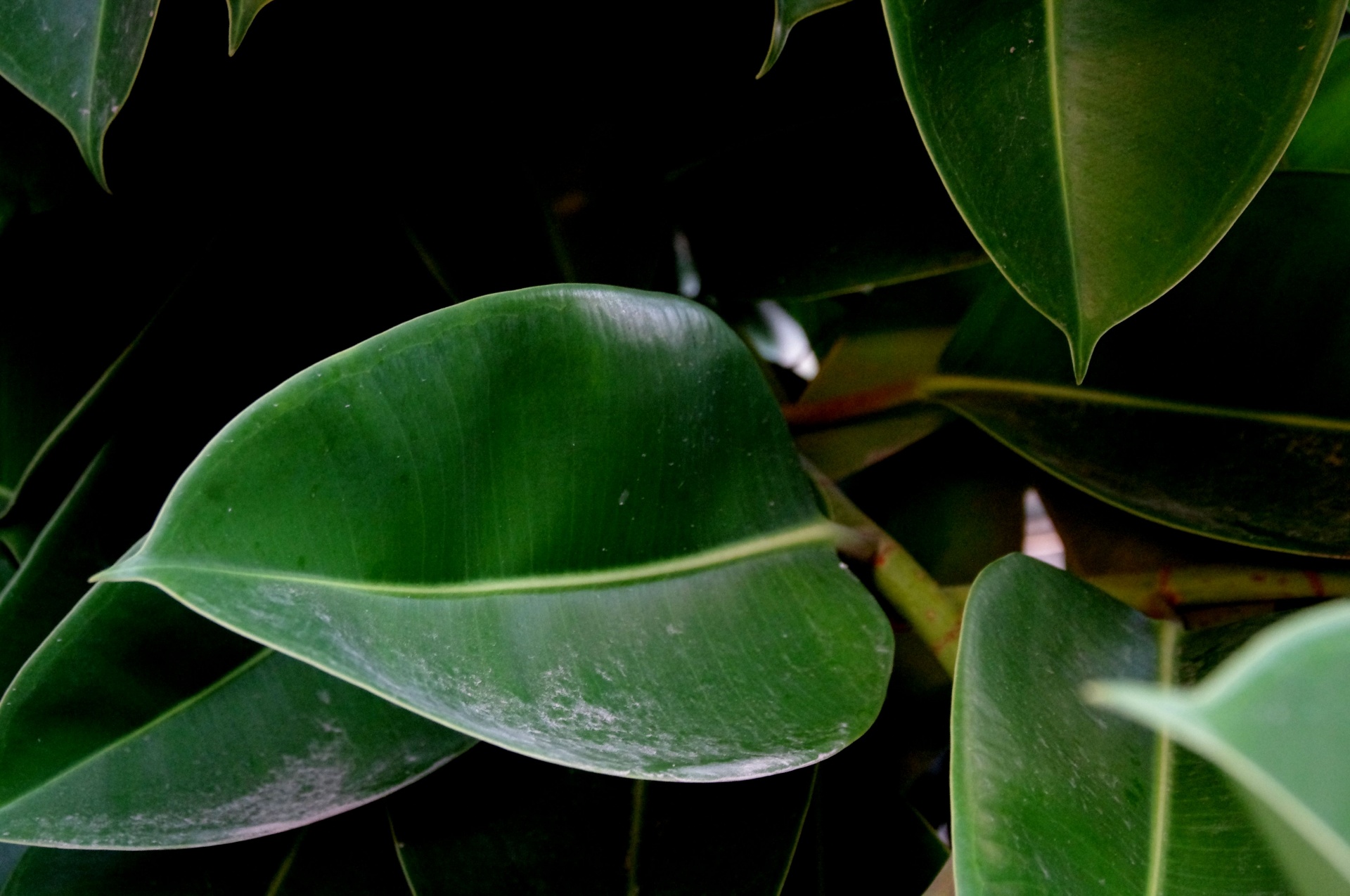 Close-up Of Rubberplant Leaves