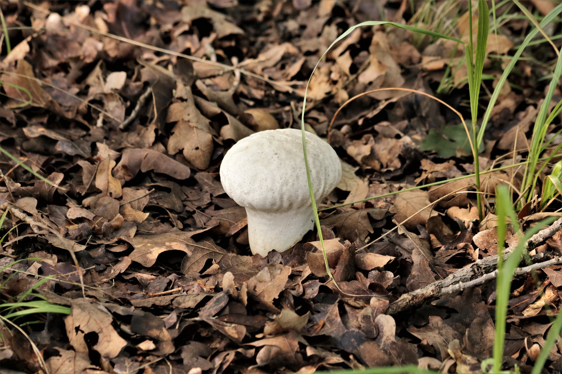 A common puffball mushroom growing in the brown leaves of early spring.