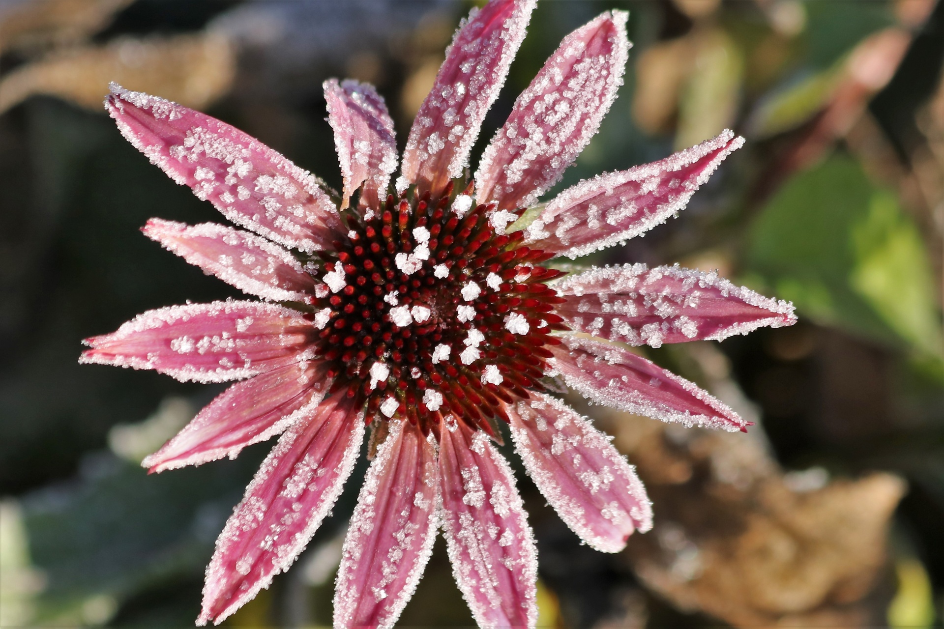 Coneflower And Frost Close-up