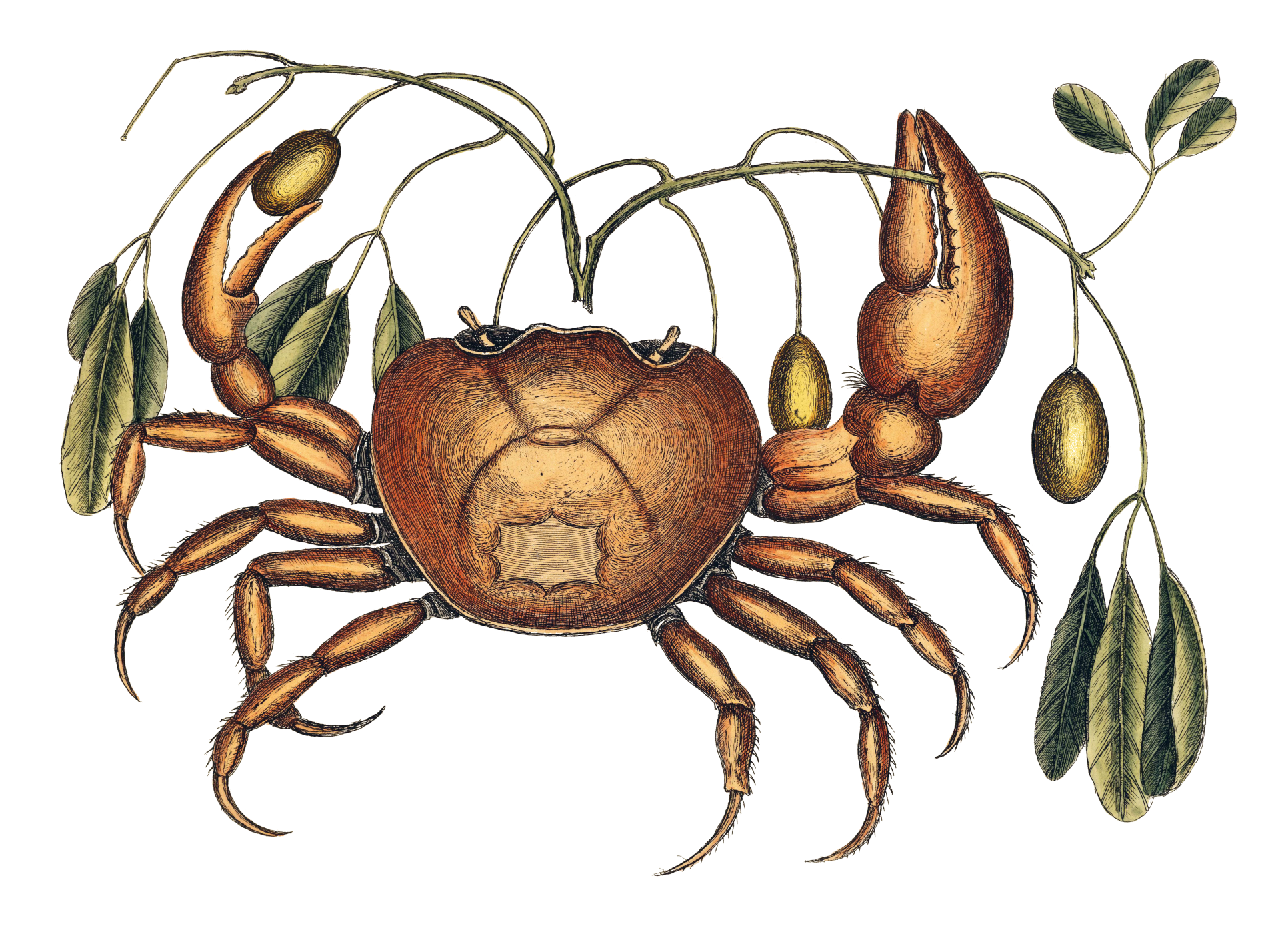 Crab Vintage Drawing