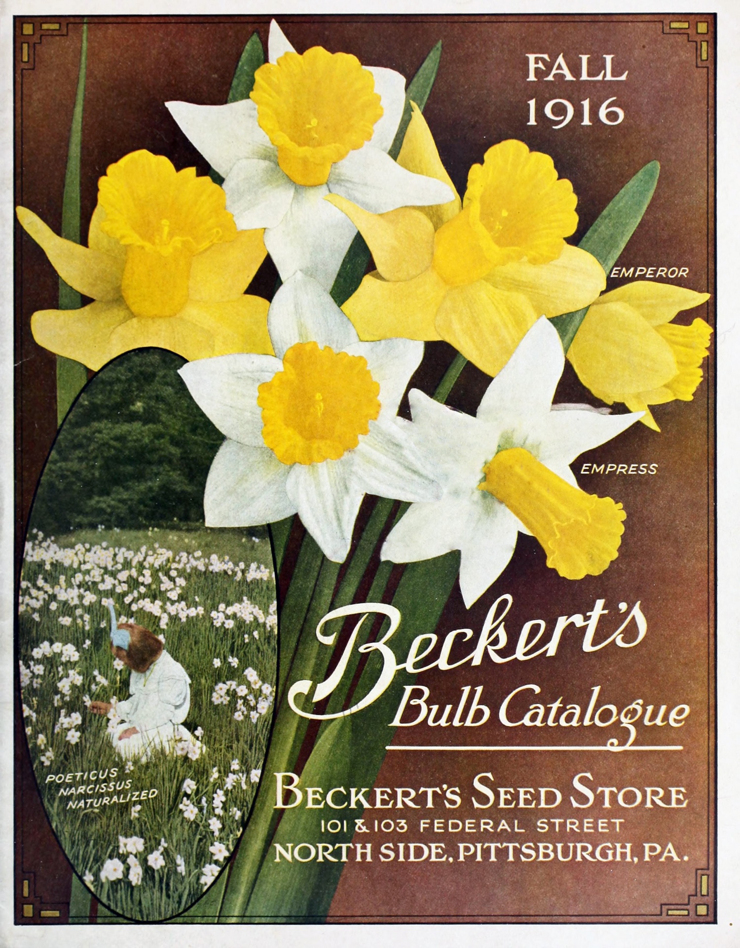 Daffodils Vintage Seed Catalogue