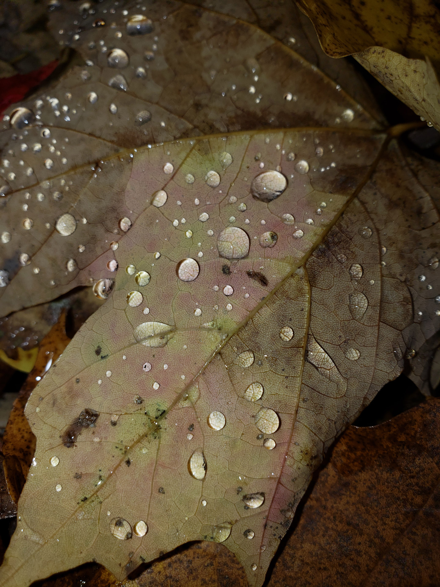 Fall Leaves And Rain Drops