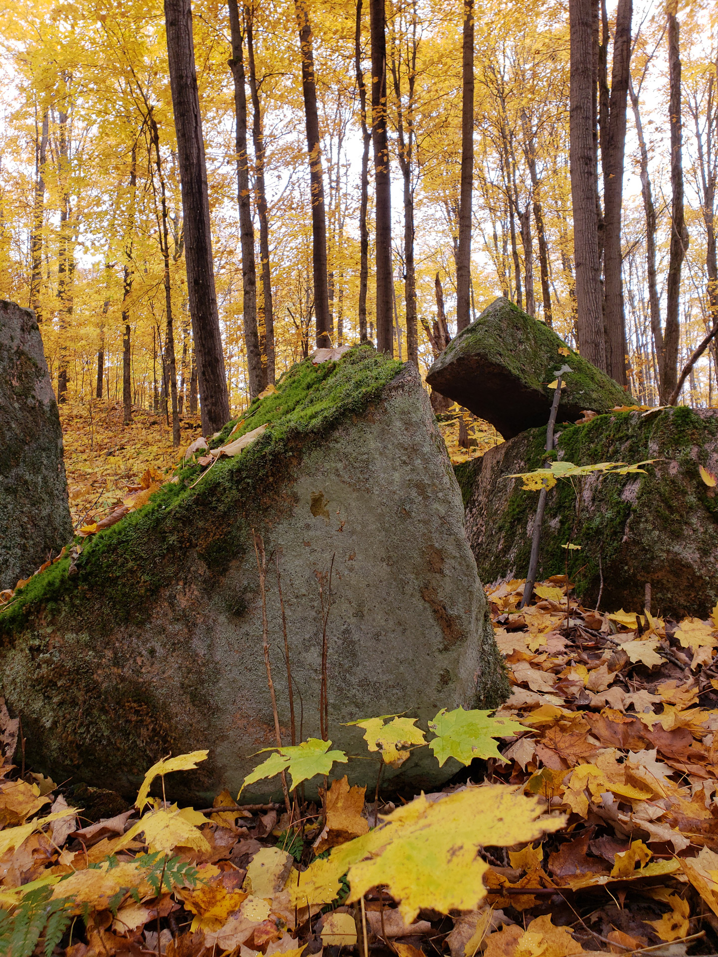 Fall Trees And Rock