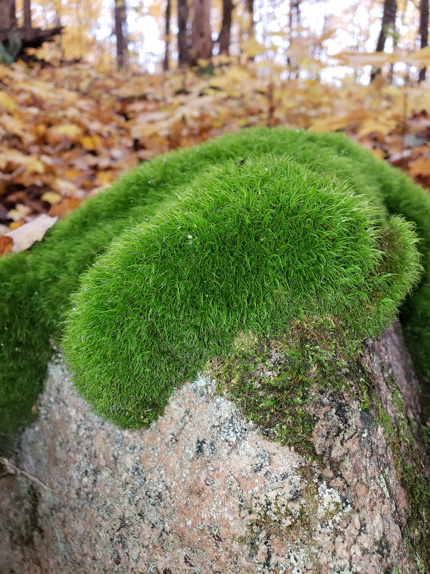 Fall Trees And Rock With Moss