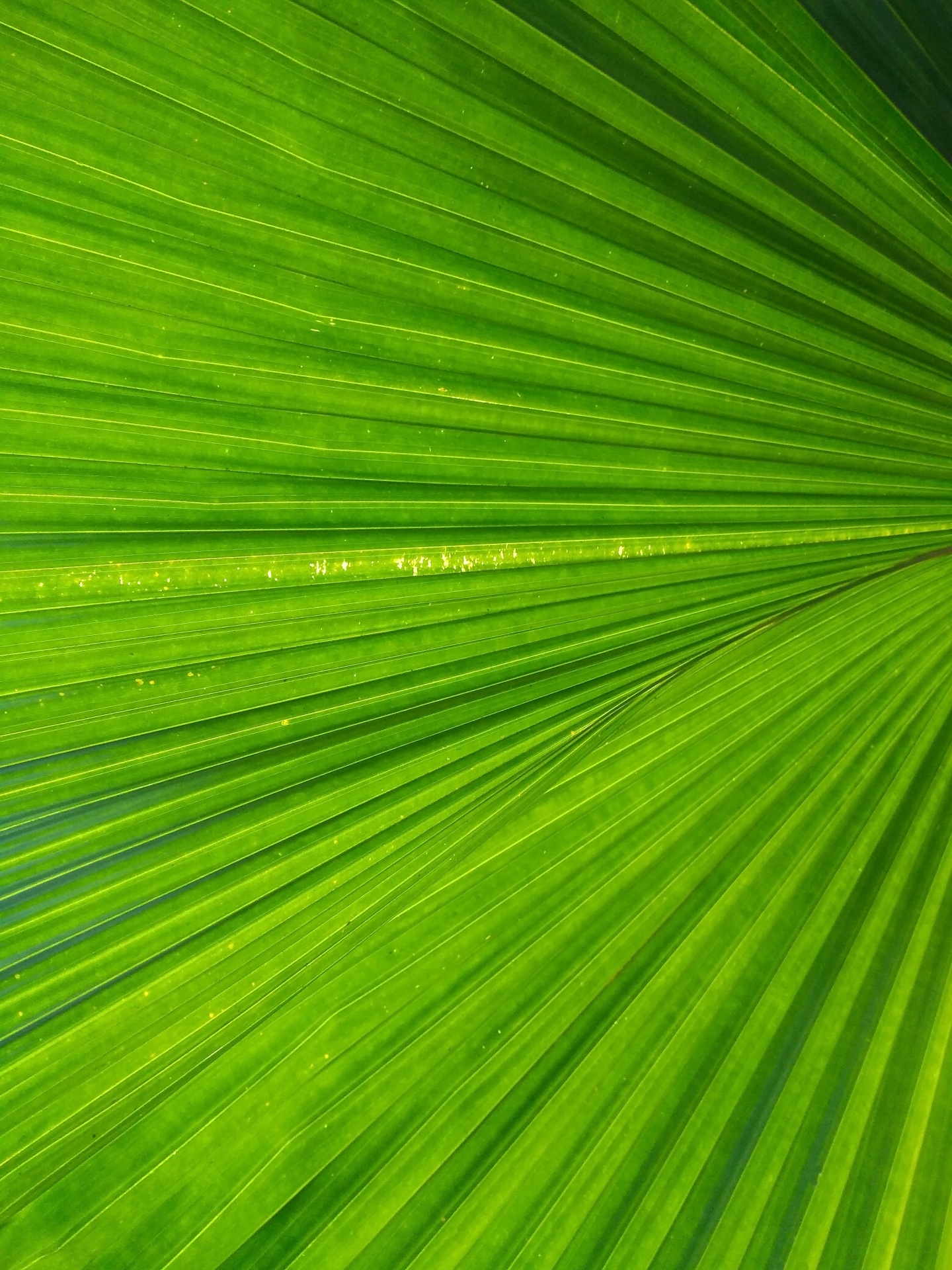 Fan Pattern Green Palm Leaf