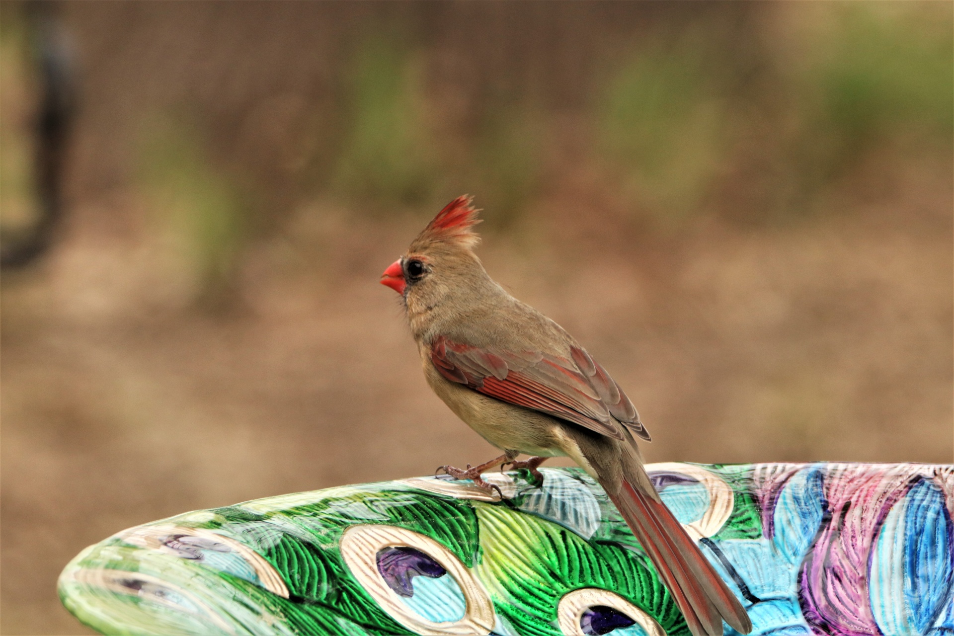 Female Cardinal Close-up 2