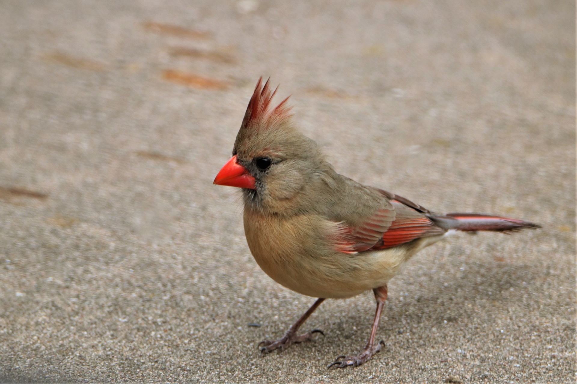 Female Northern Cardinal Close-up