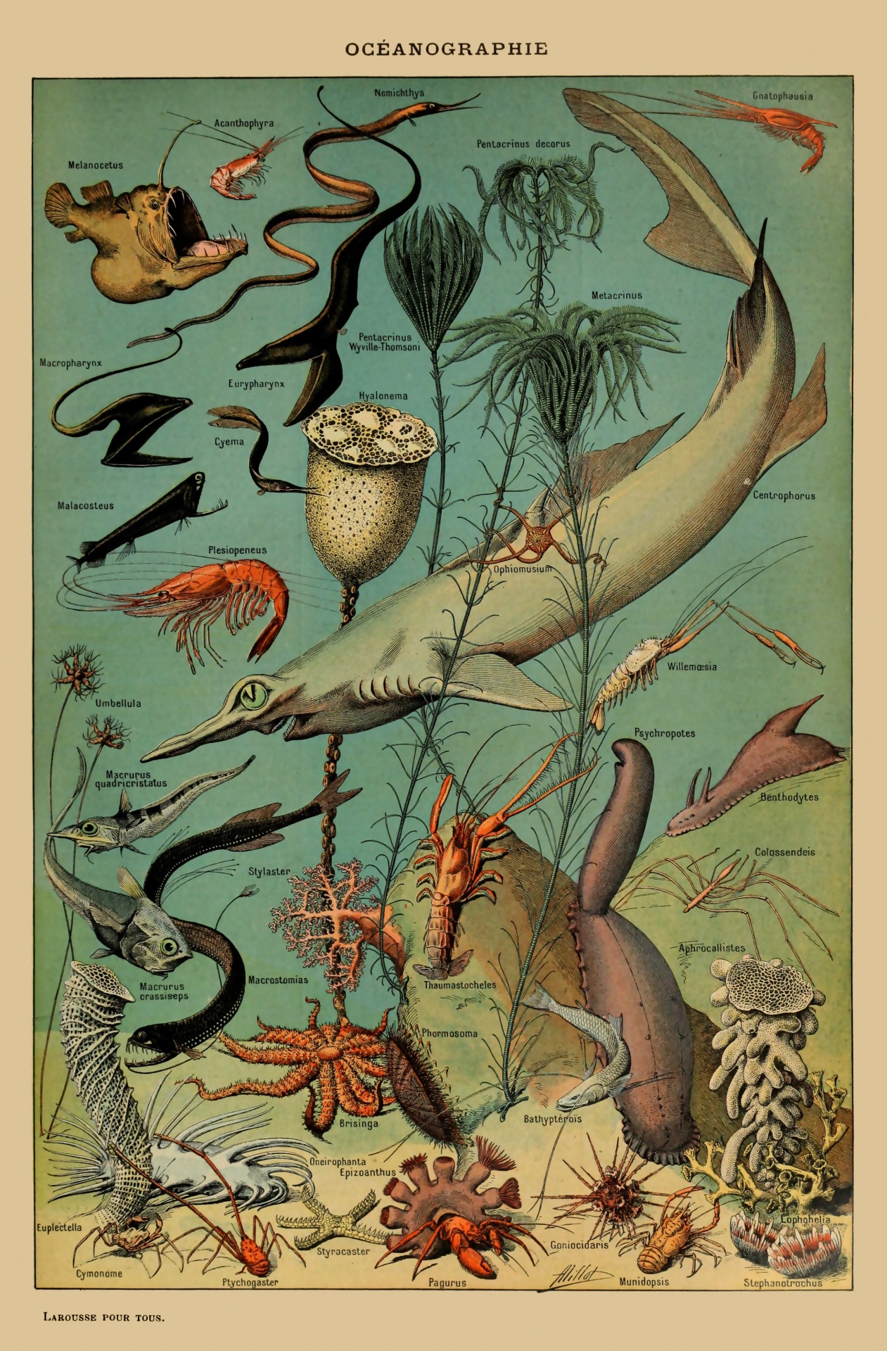Fish Vintage Art Print