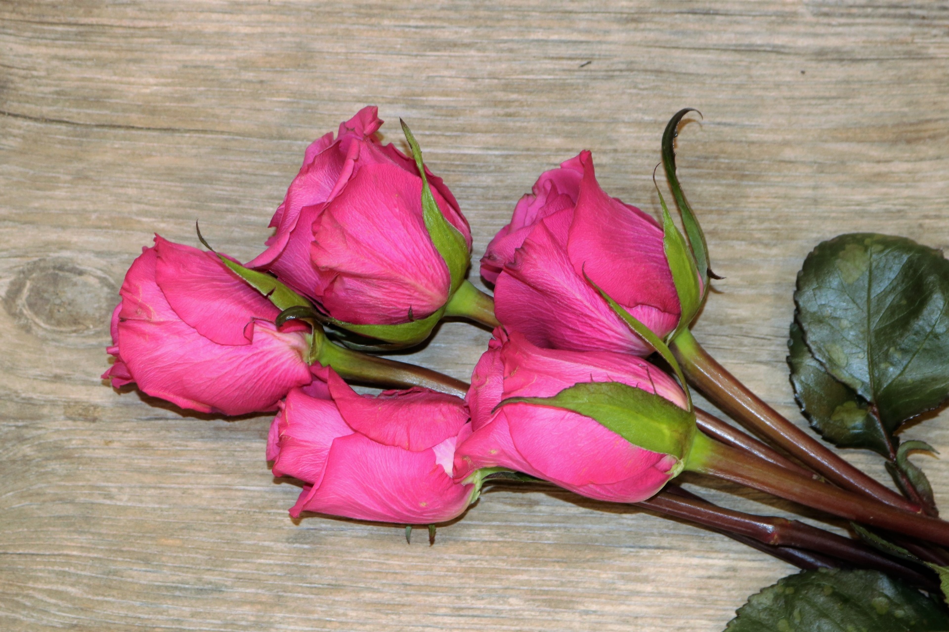 Five Pink Roses On Wood