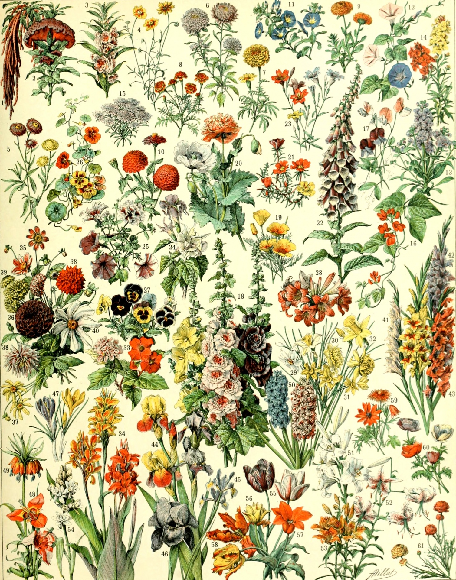 Vintage Flowers Drawing by Adolphe Millot