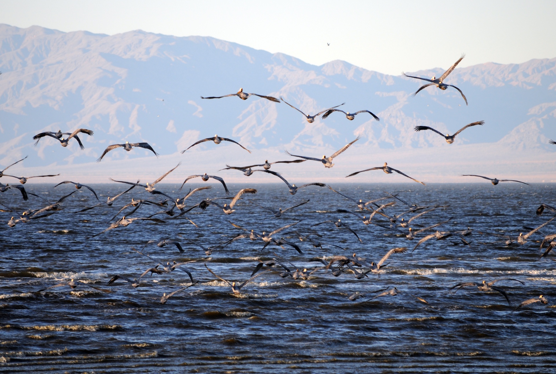 FLock Of Gulls Over Sea