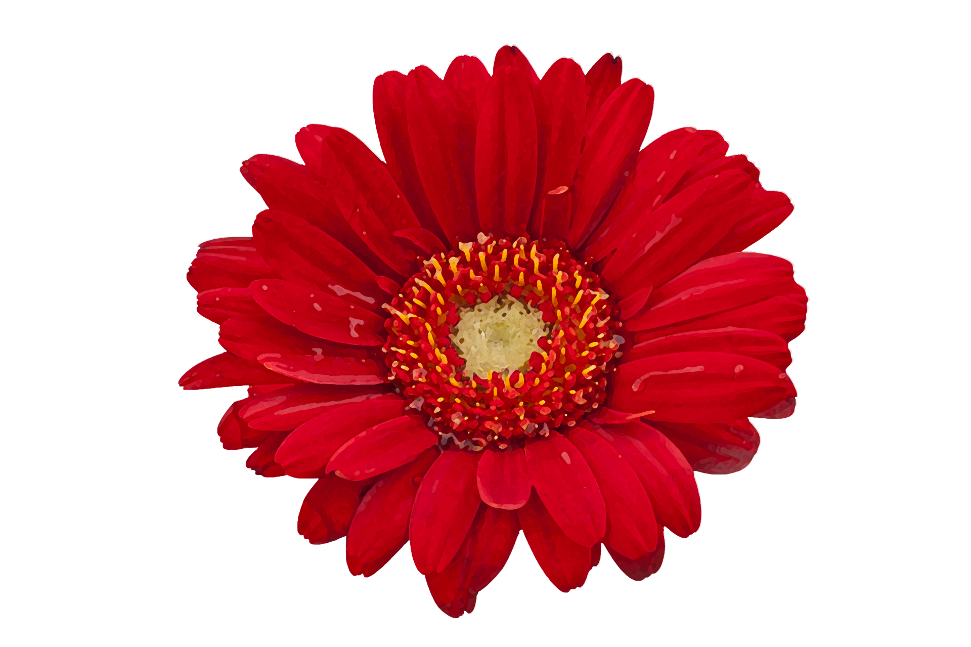 Red daisy flower watercolor painting on transparent background