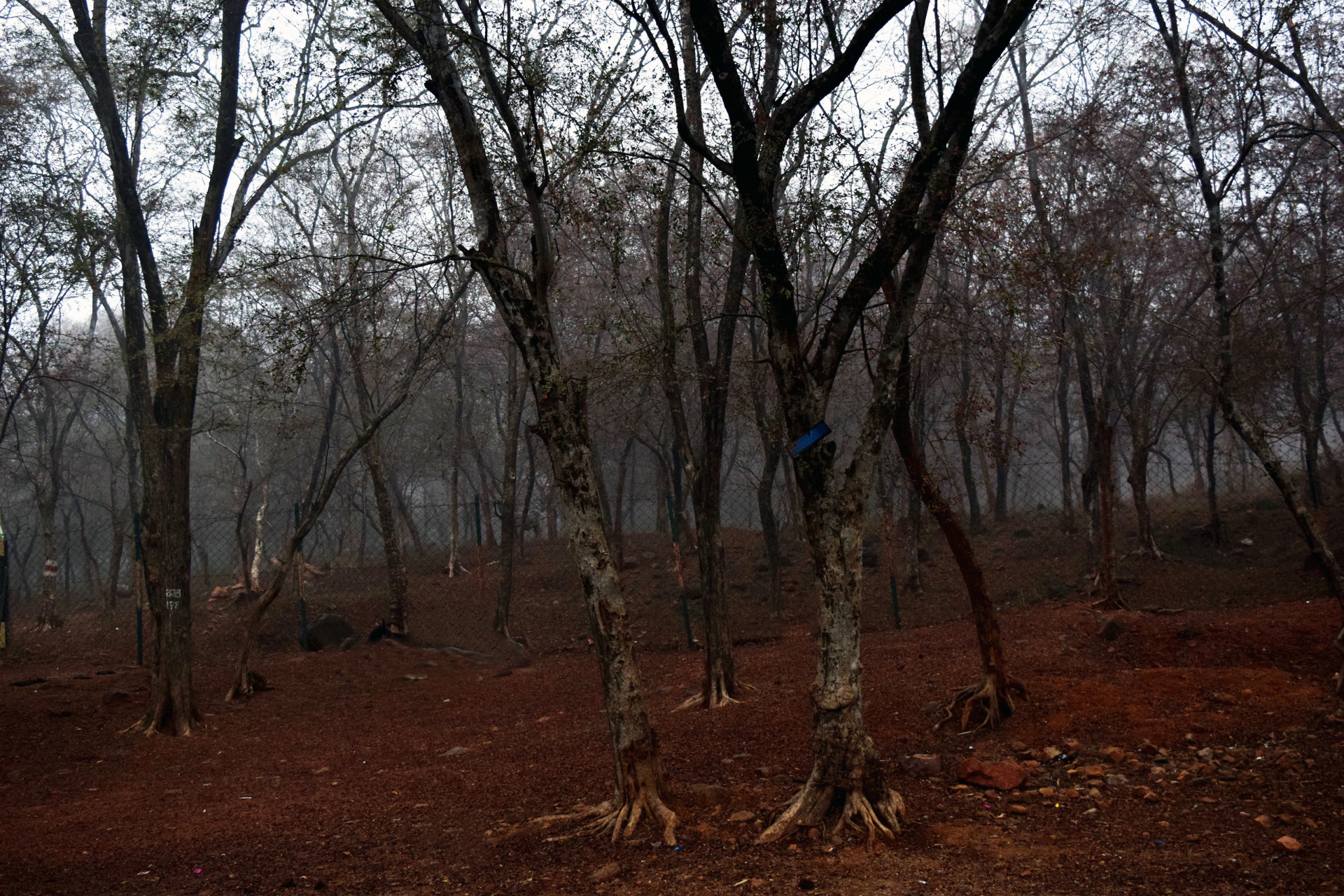 Foggy Forest 1