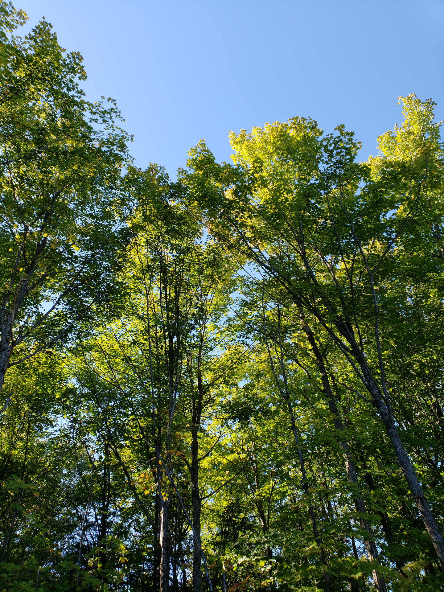 Forest Trees In Summer