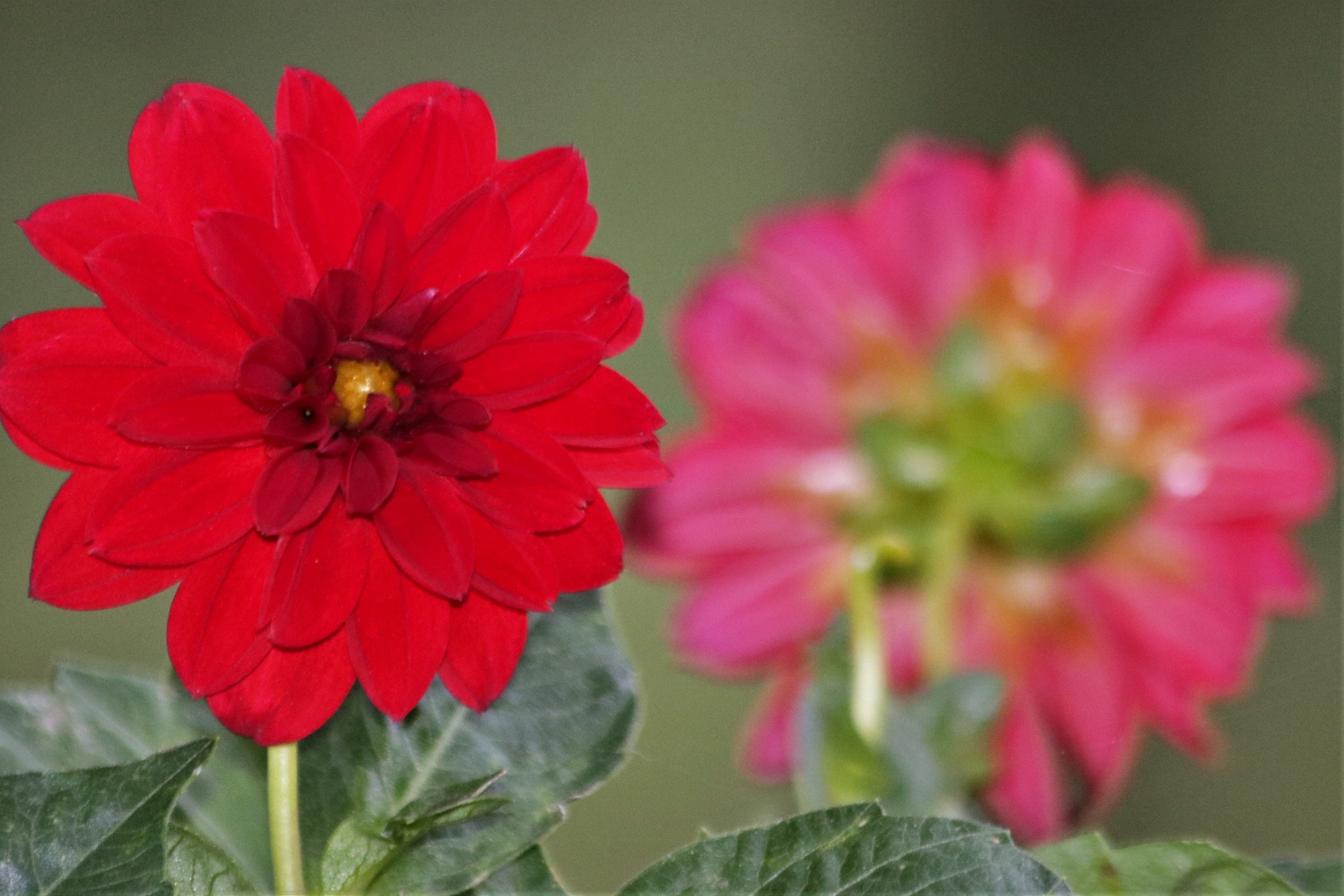Front And Back Of Red Dahlias