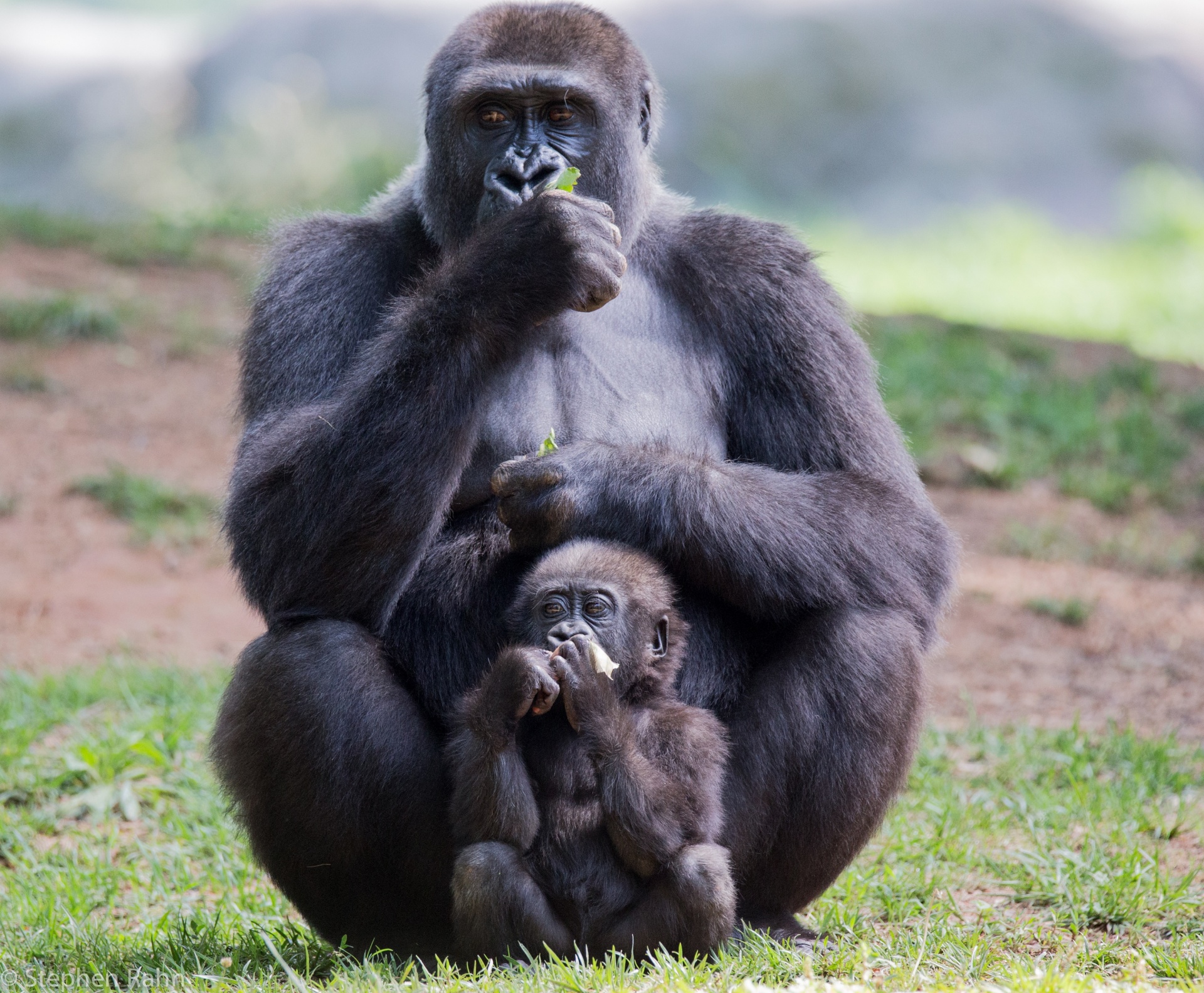 Gorilla Mother