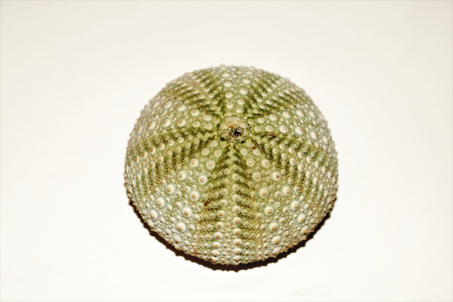 Close-up of a green sea urchin isolated on a white background.