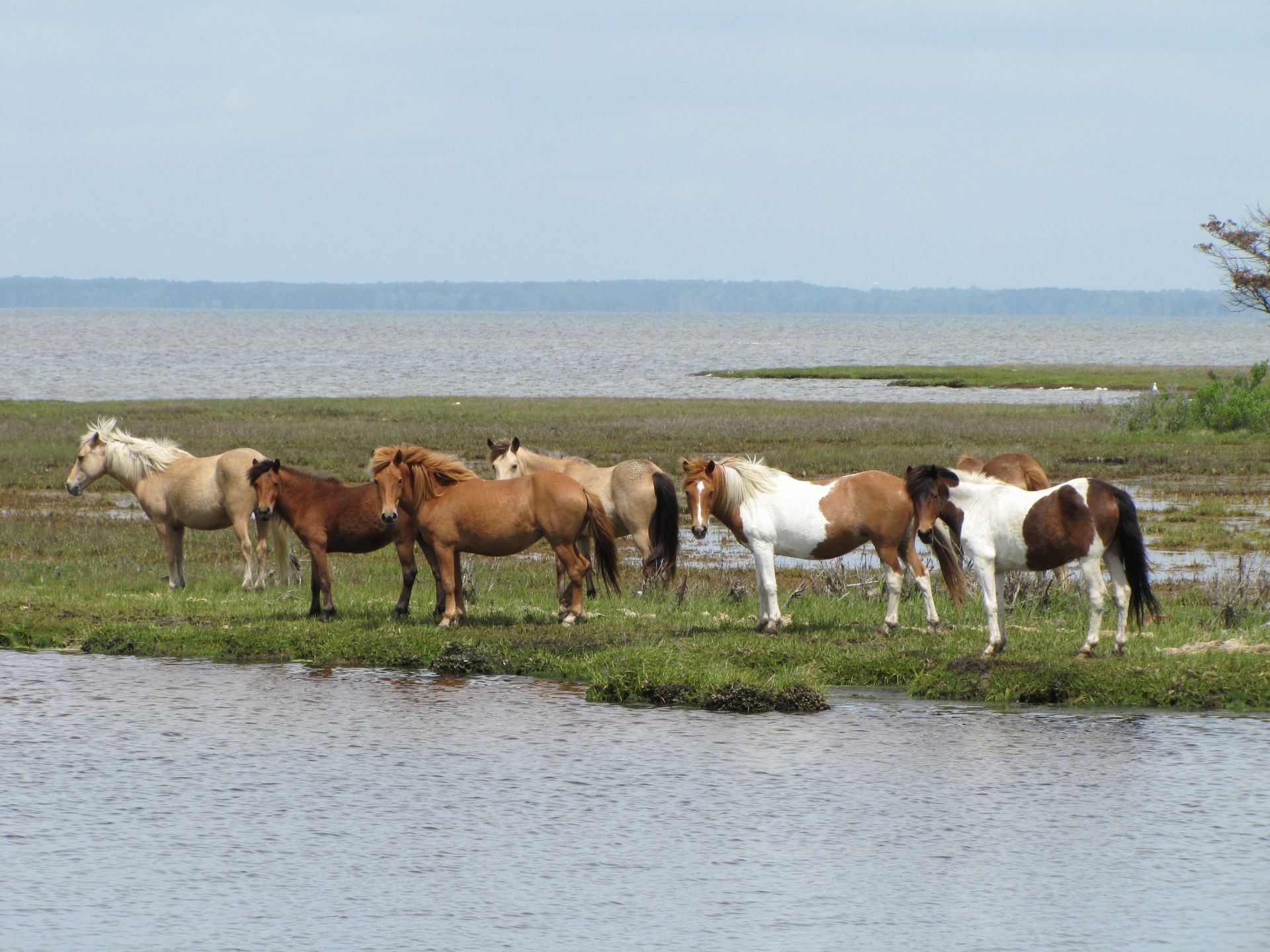 Assateague Island Feral Horses