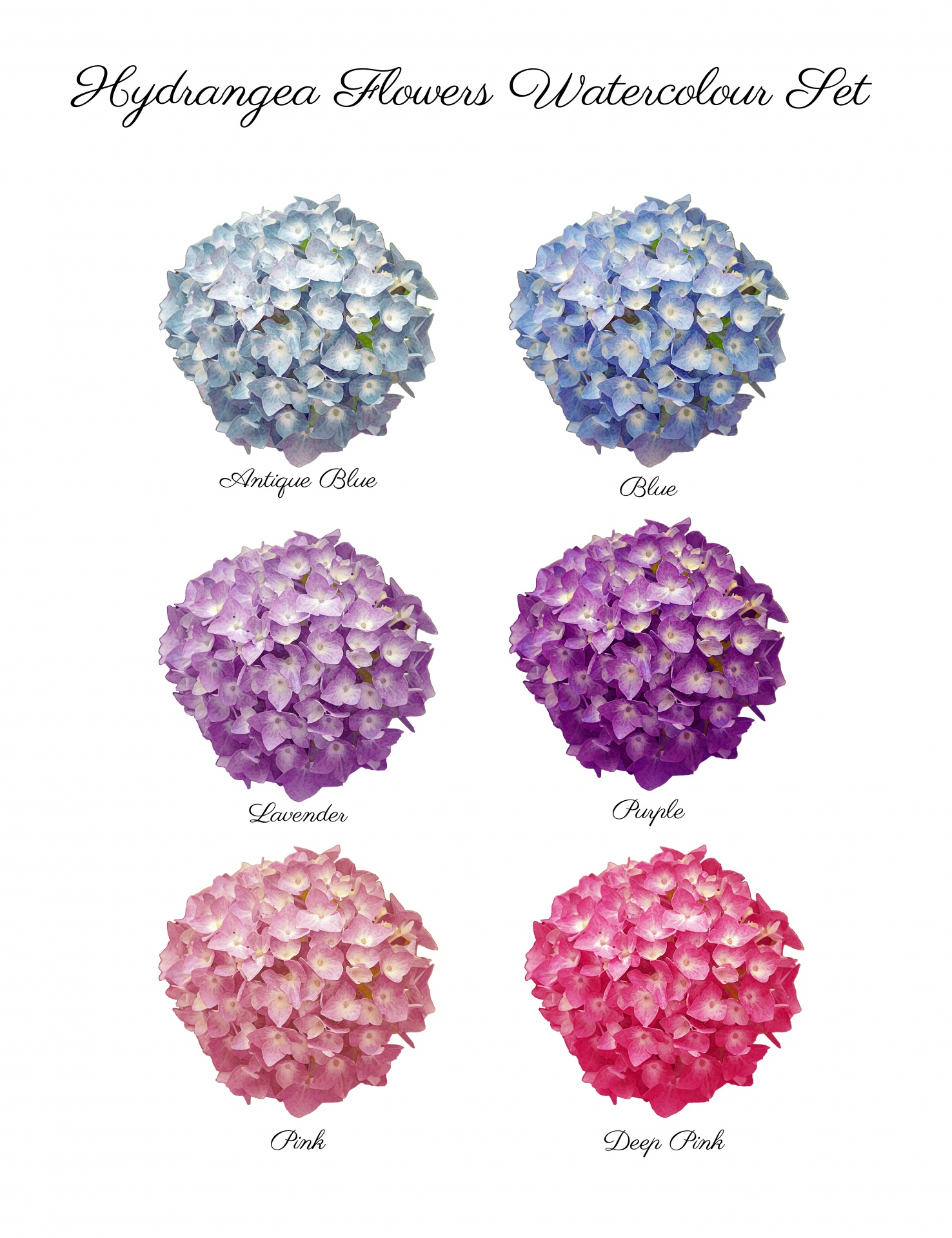 Set of six watercolor hydrangea flowers