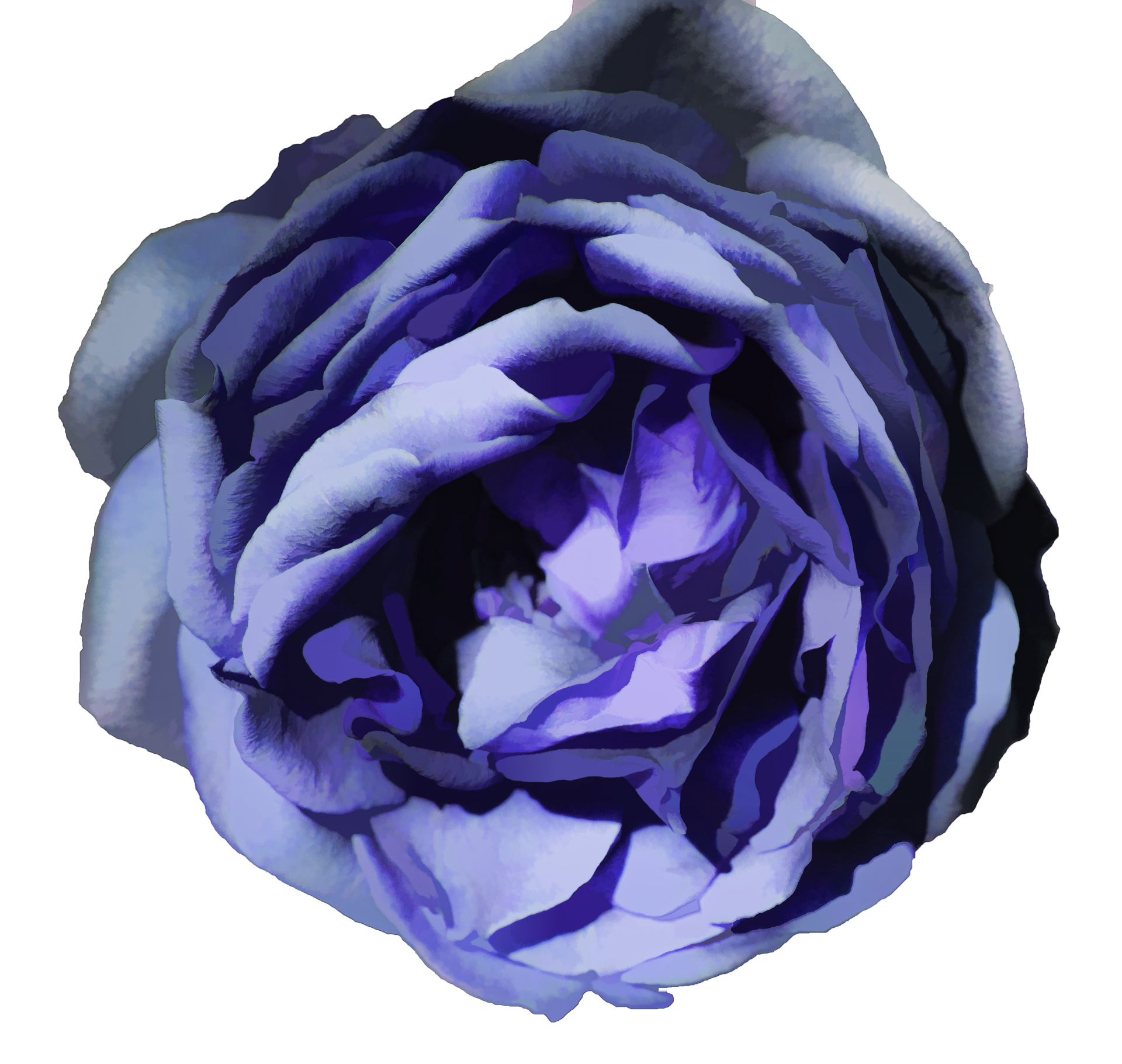 青で分離されたバラ 無料画像 Public Domain Pictures
