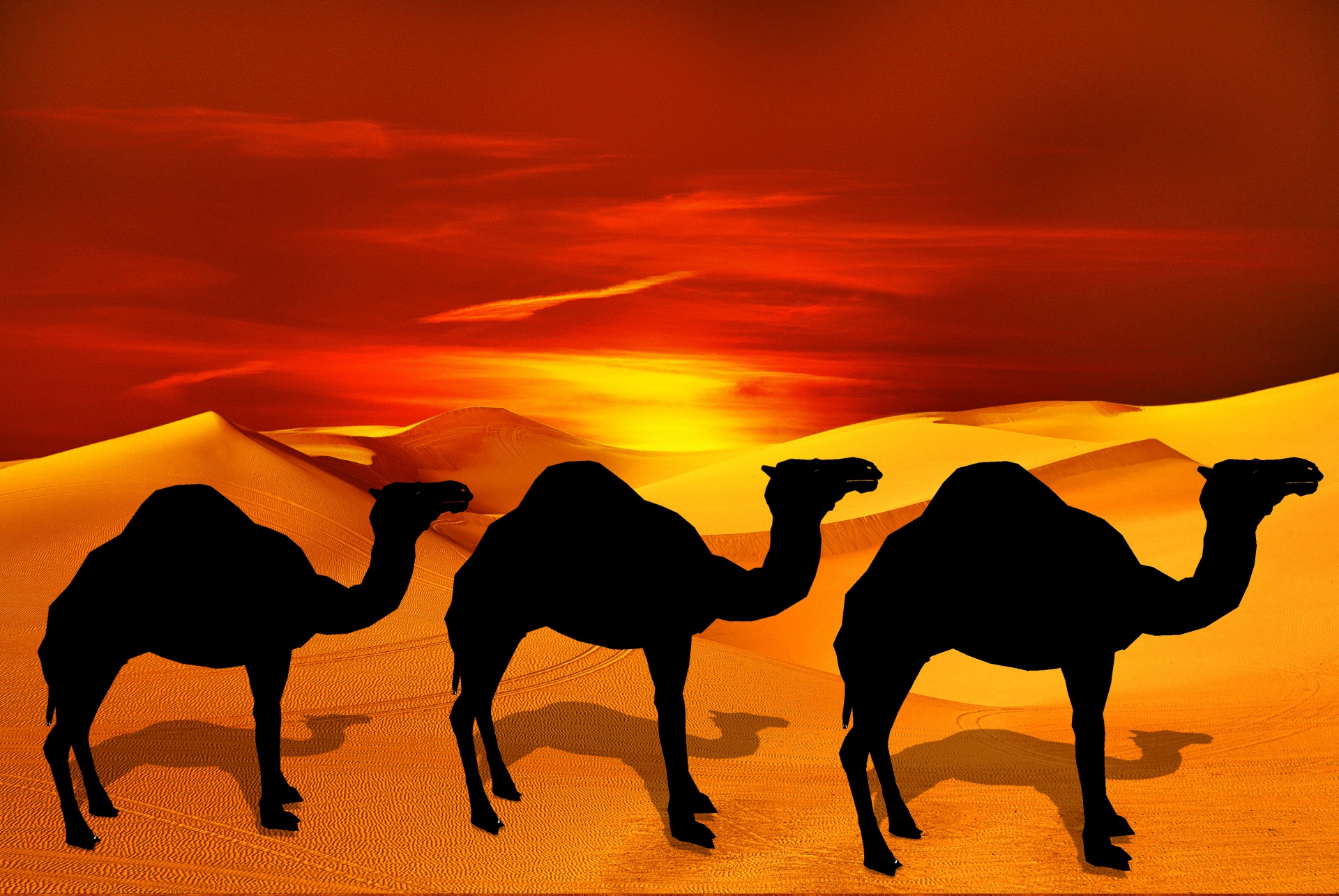 Camel In The Desert