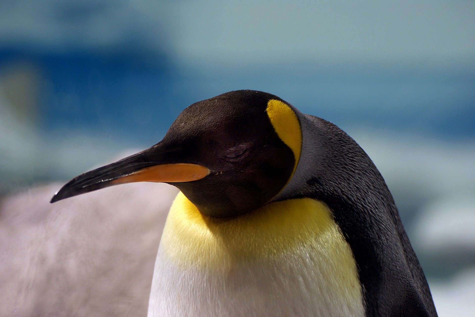 Portrait of a King Penguin