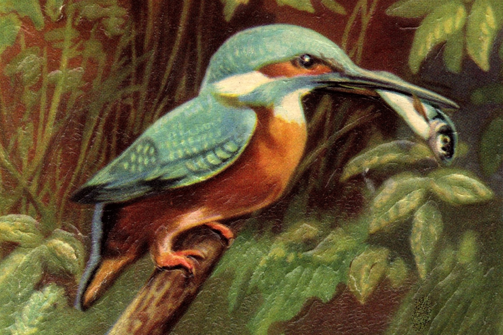 Kingfisher Bird Alcedinidae