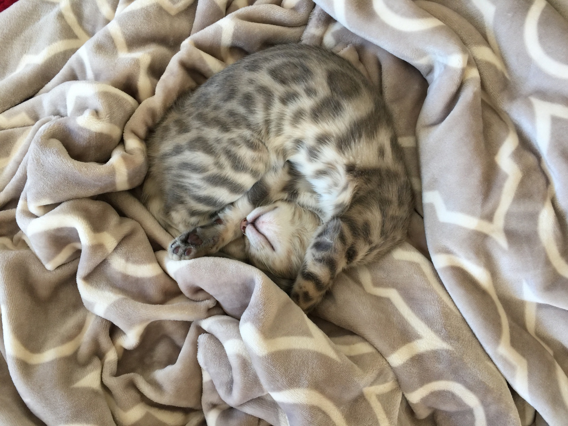 Kitten Sleeping