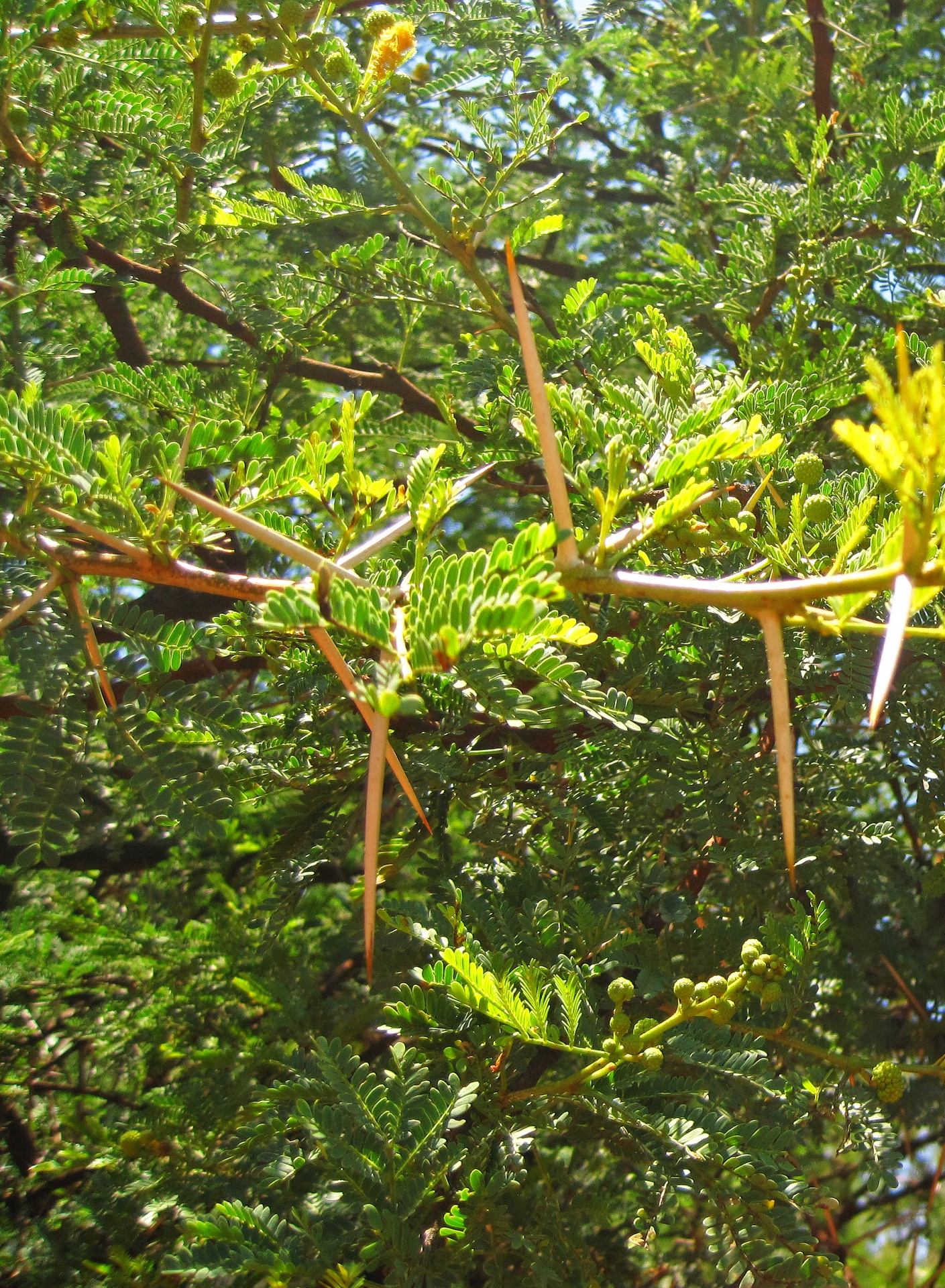 Large White Thorns On Acacia Tree