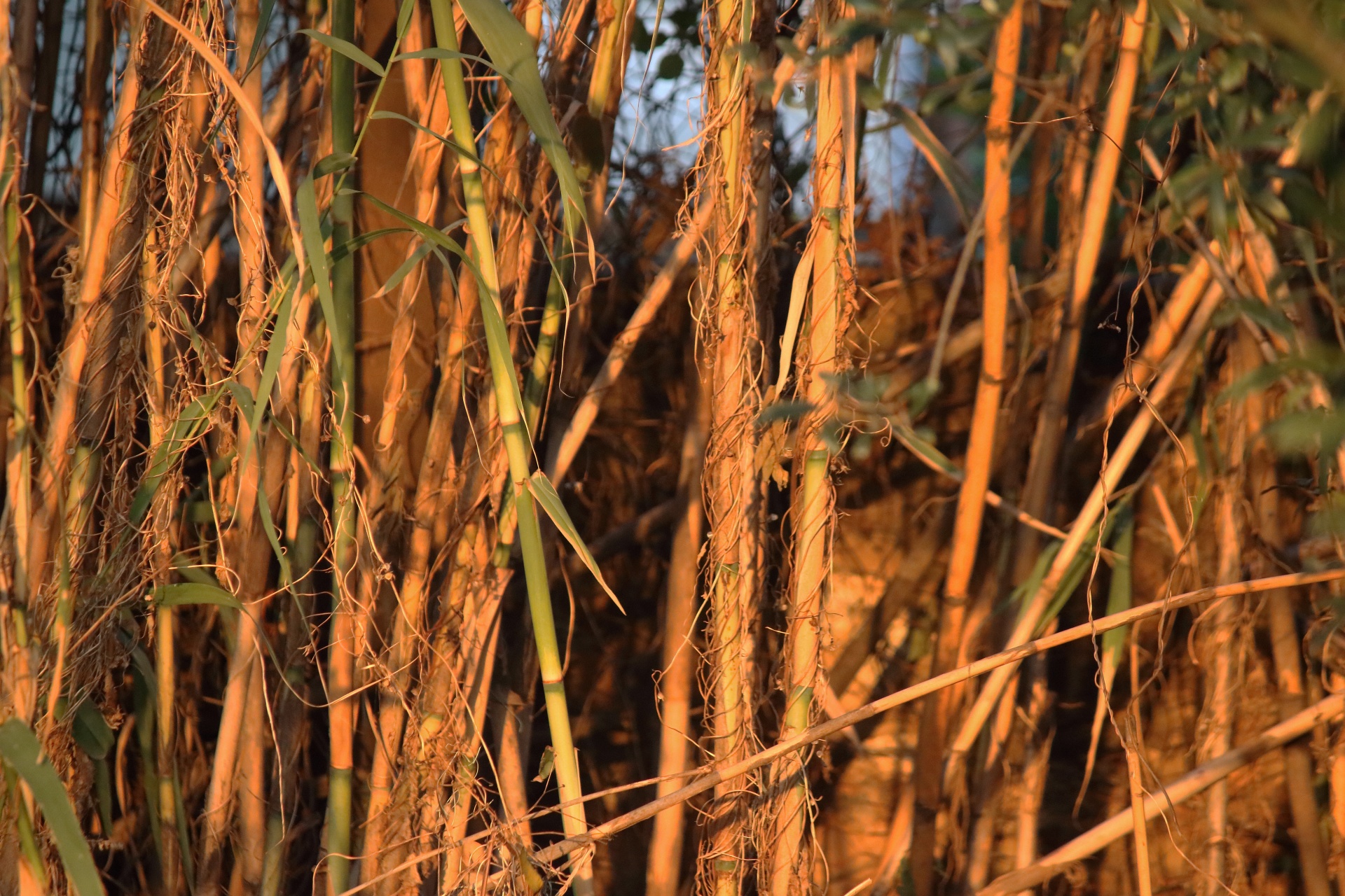 Late Afternoon Sunlight On Reeds