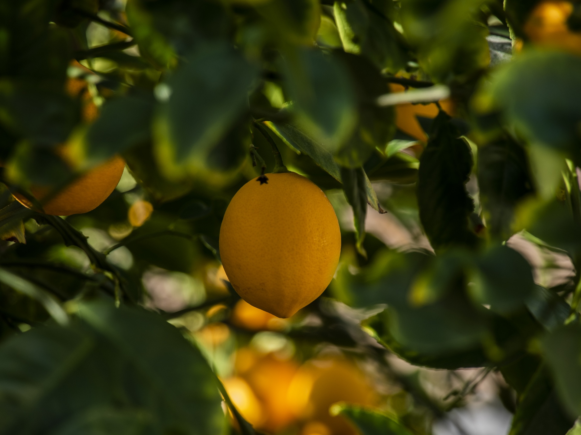Lemons hanging from a tree