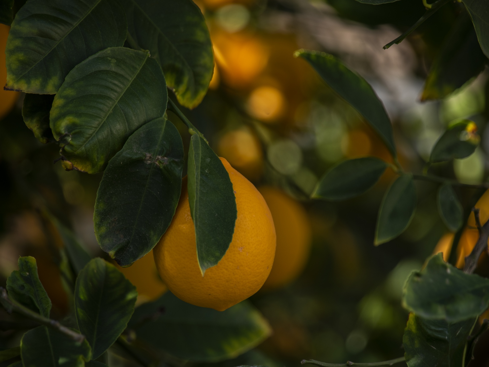 Lemon On Tree