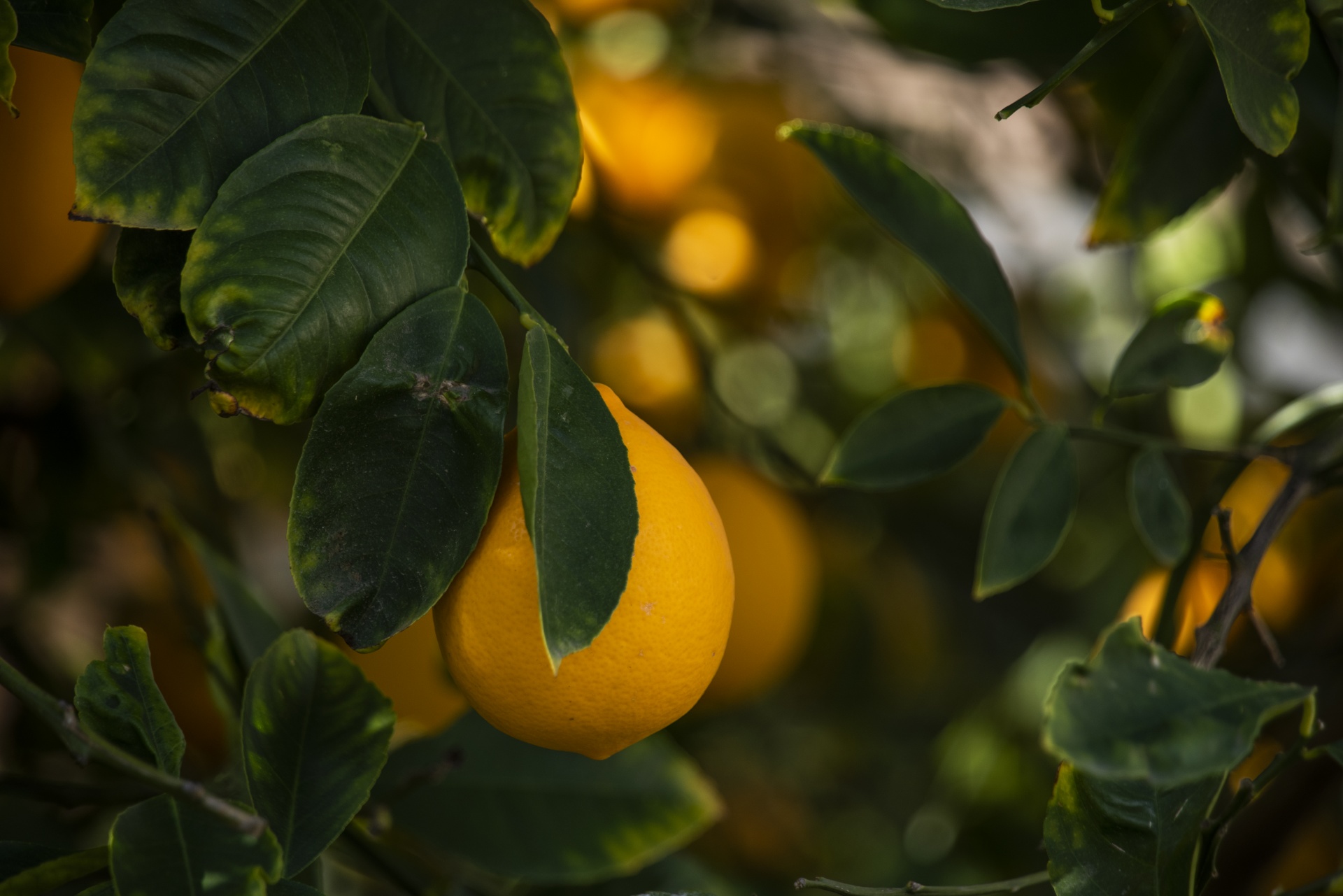 Where To Buy Lemon Tree