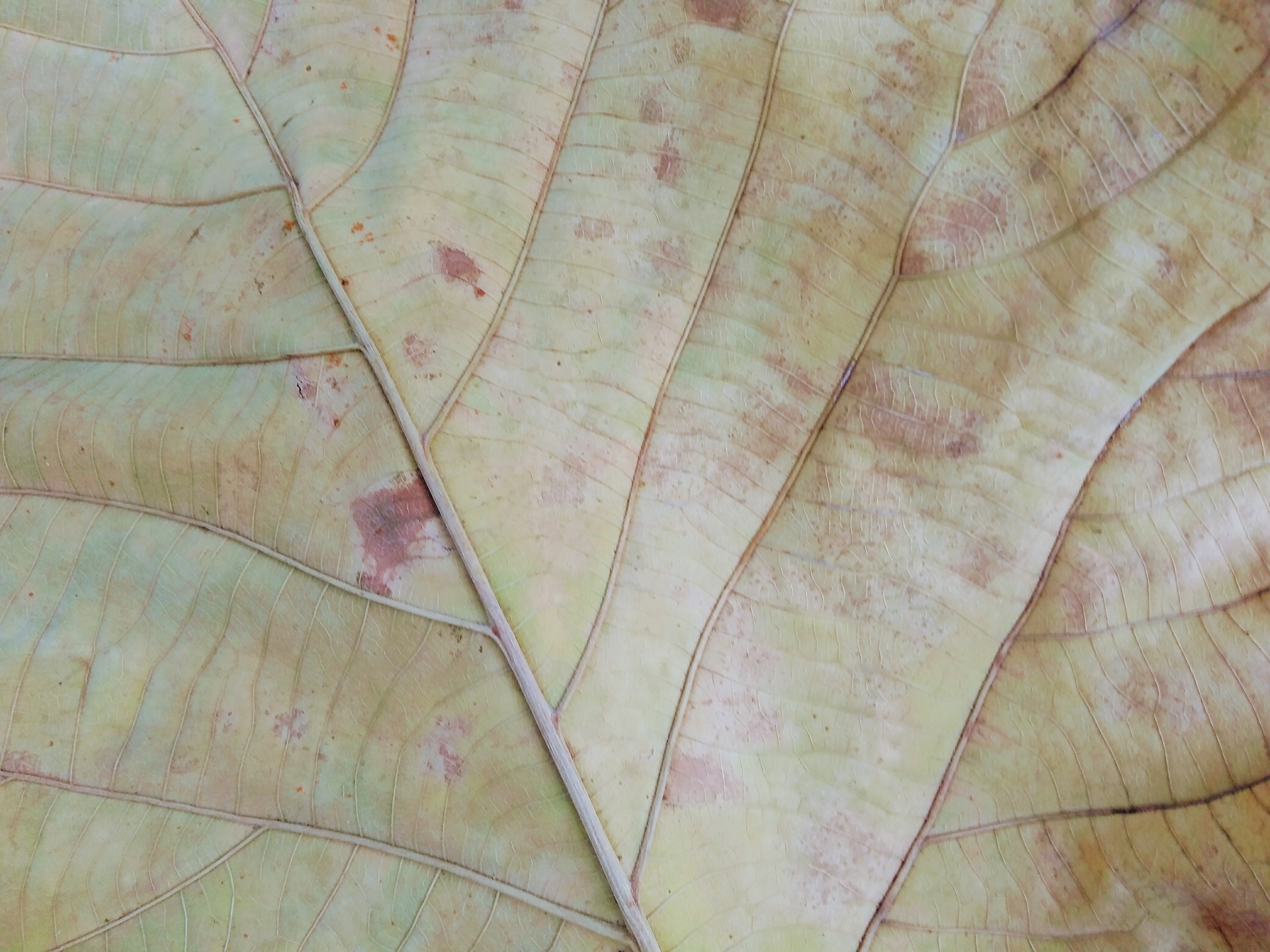 Light Brown Fall Leaf Texture
