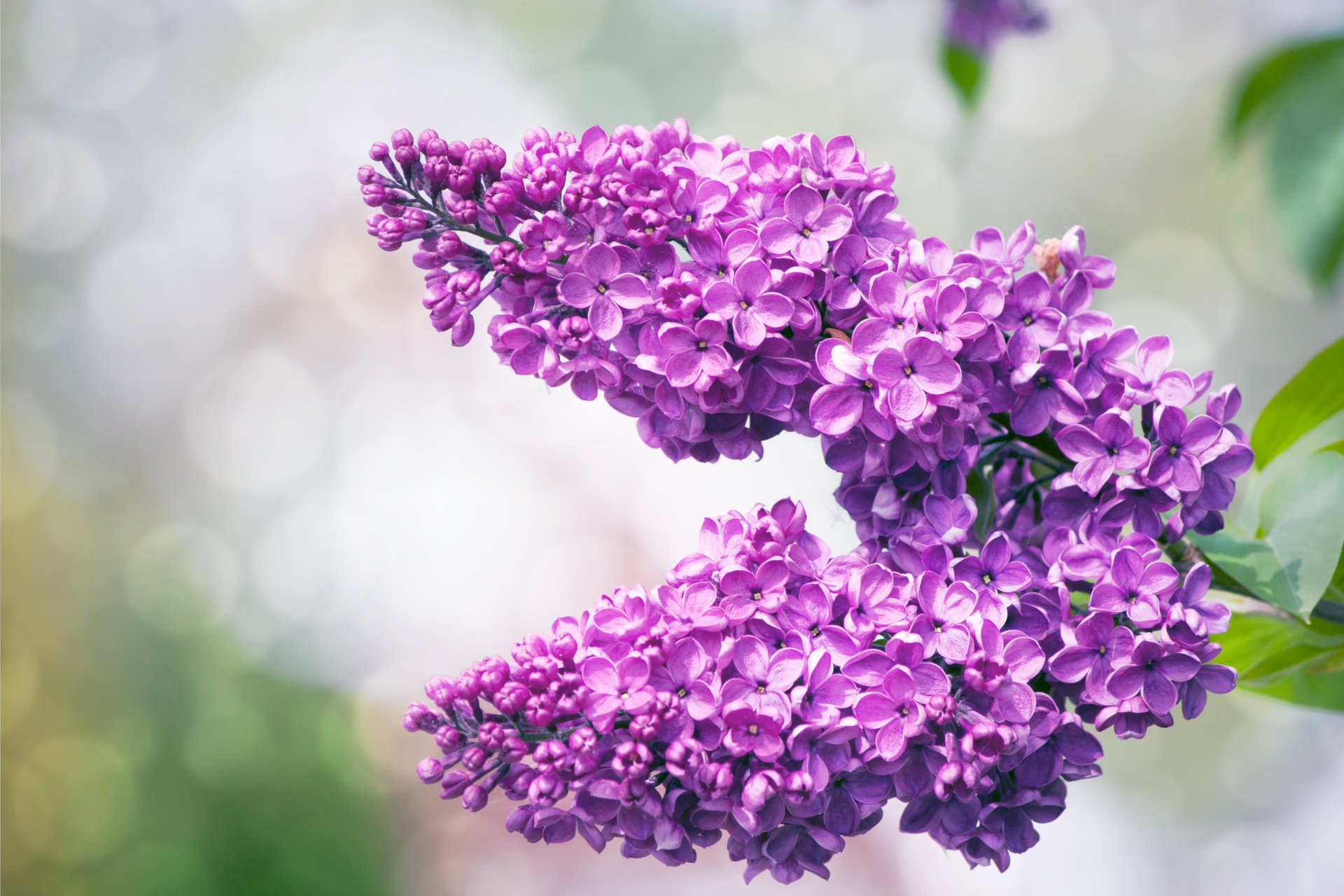Lilac Tree Flowers