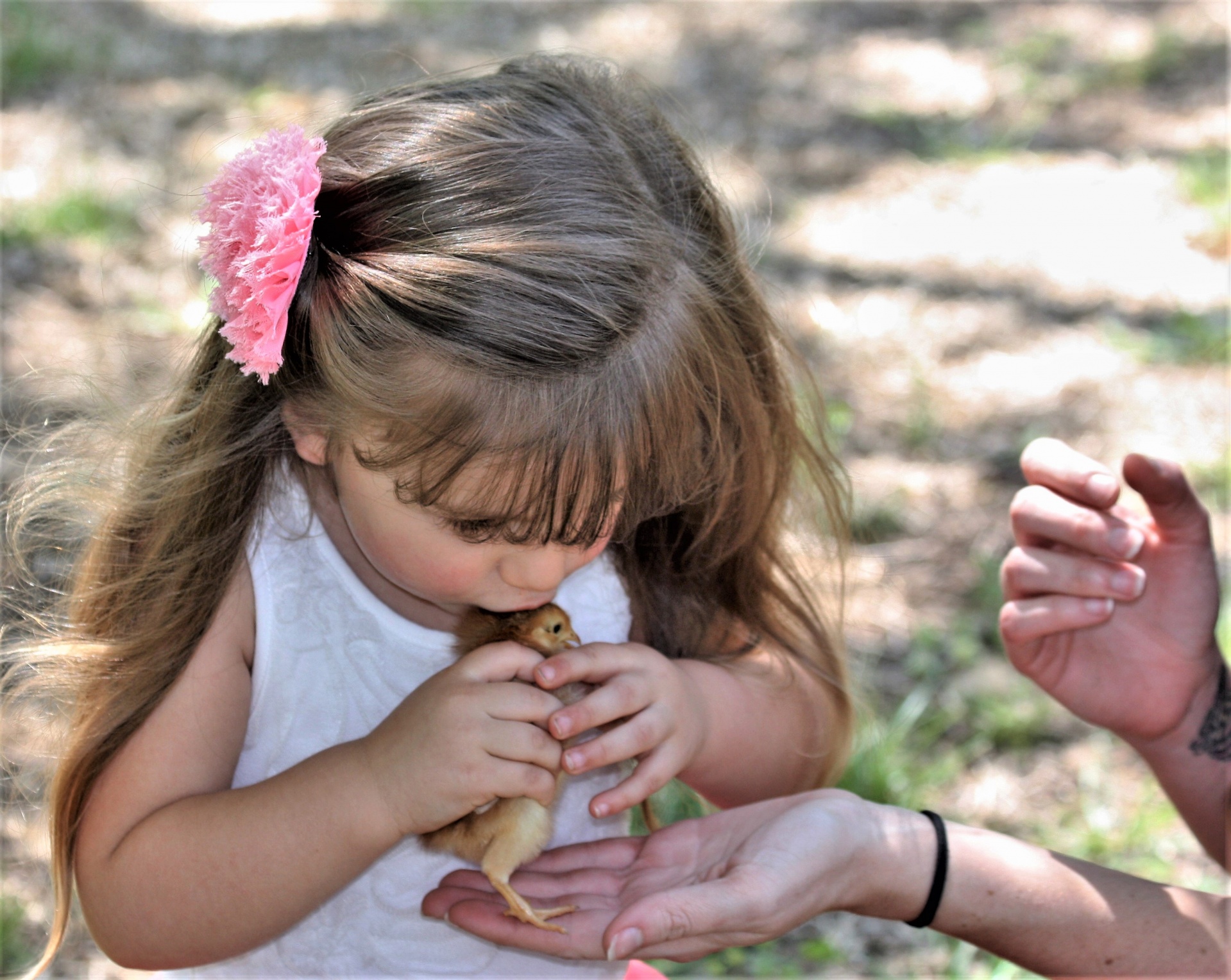 A cute little girl, with long hair is holding and kissing a little baby chick at Easter.