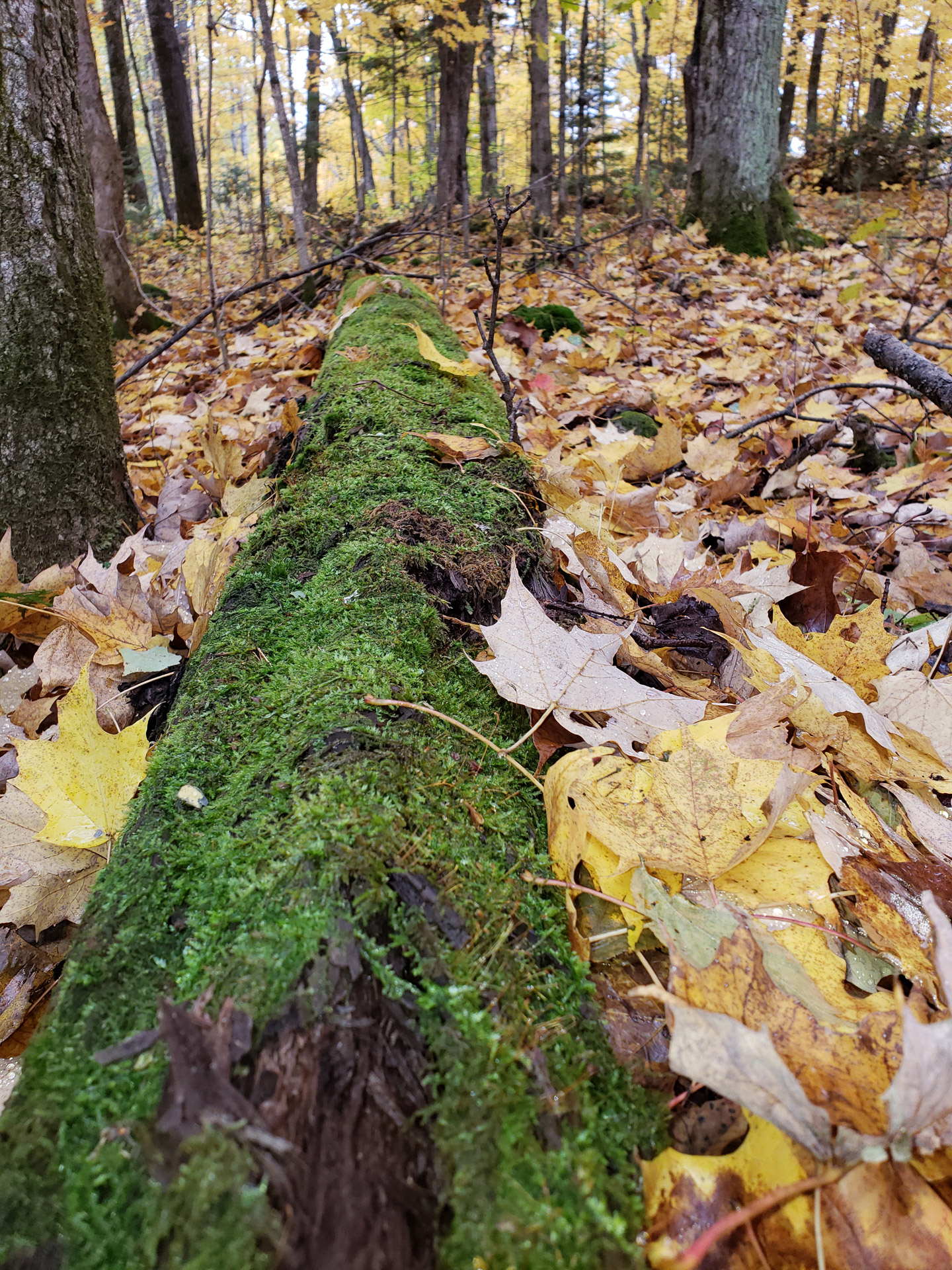 Log Covered In Moss In Fall Leaves