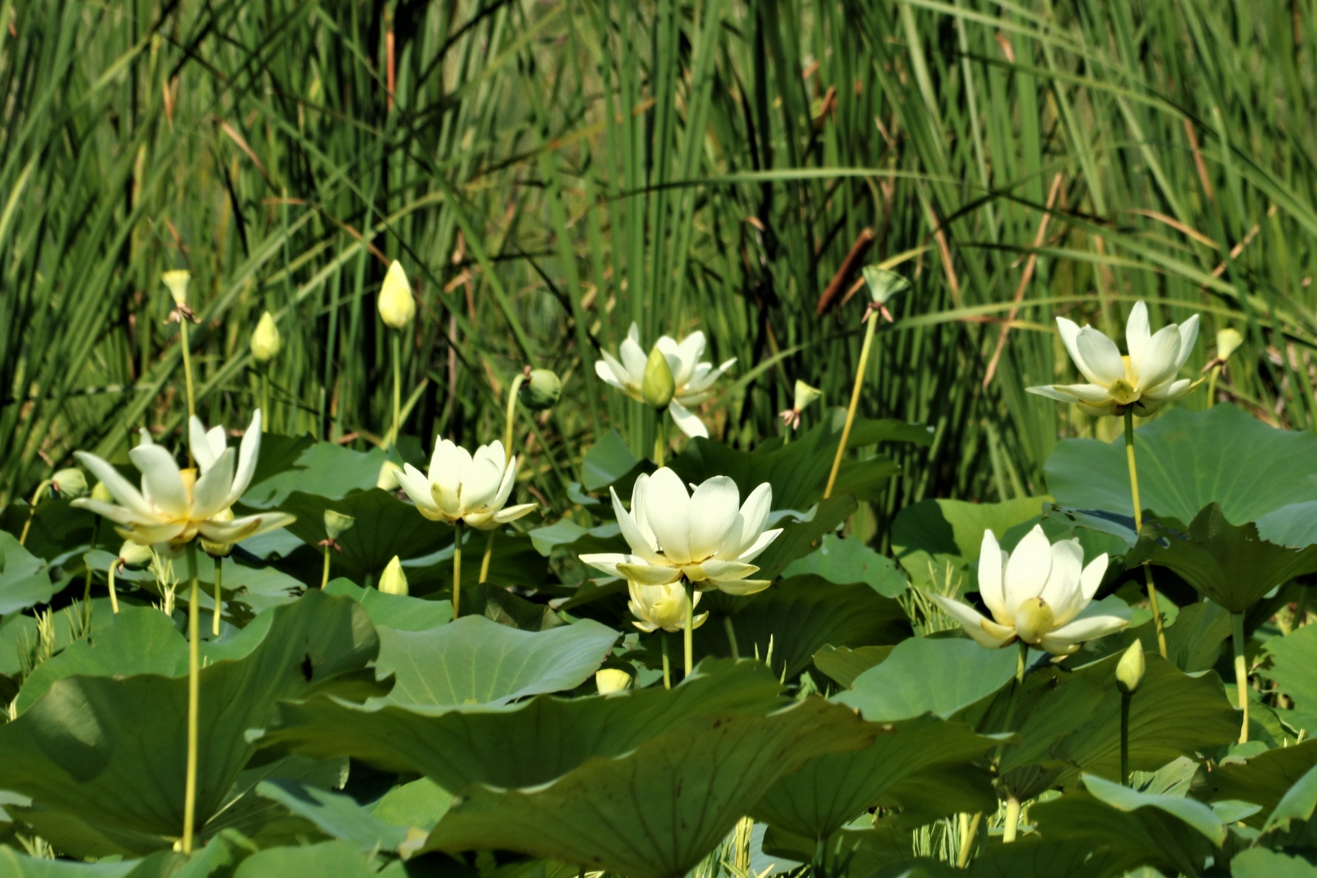 Lotus Flowers And Lily Pads