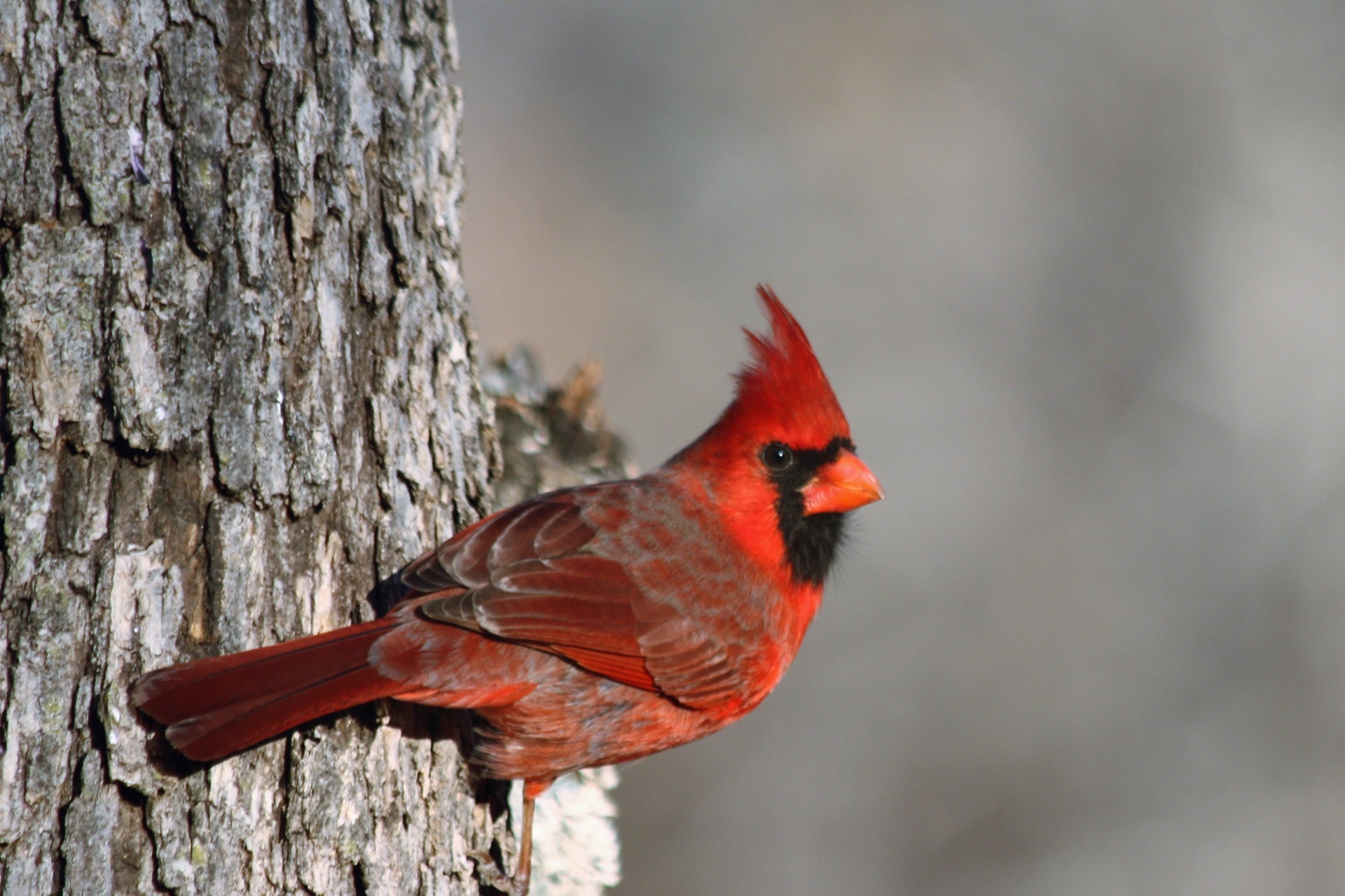 Male Cardinal On Tree Close-up
