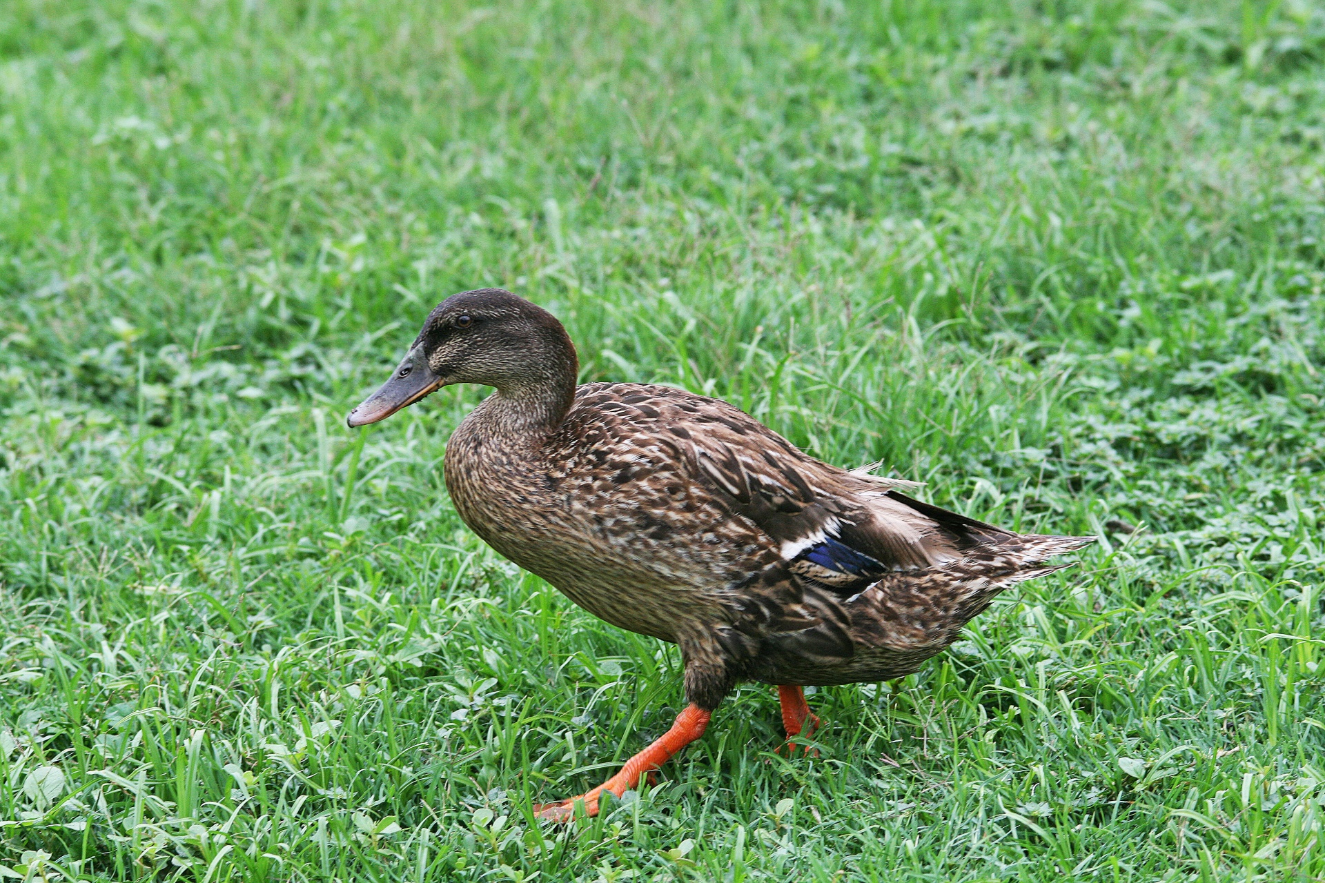 mallard female duck