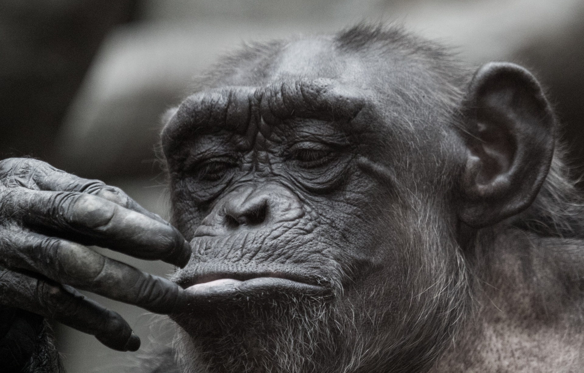 Chimpanzee making a face