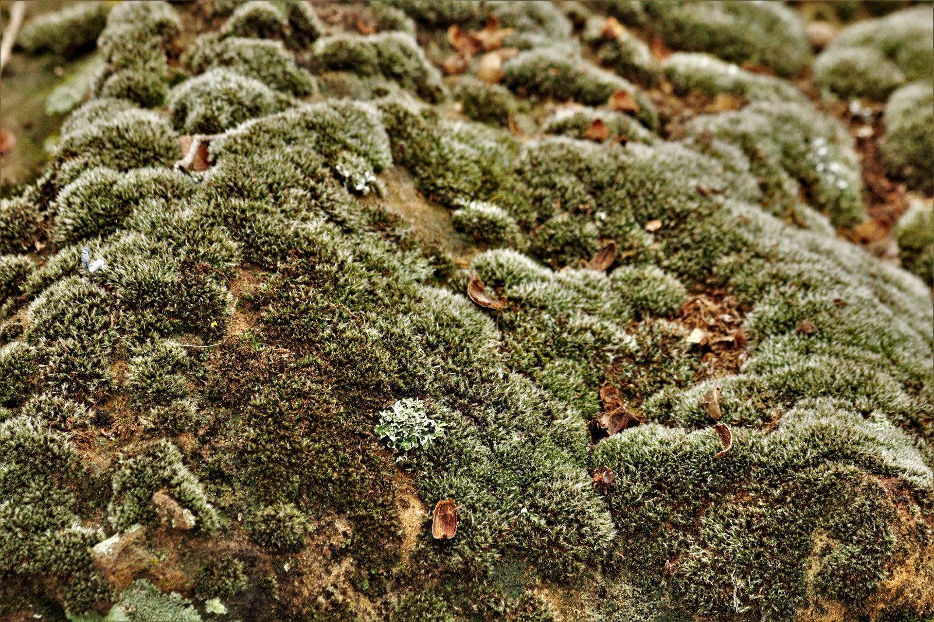 Moss And Lichens Close-up