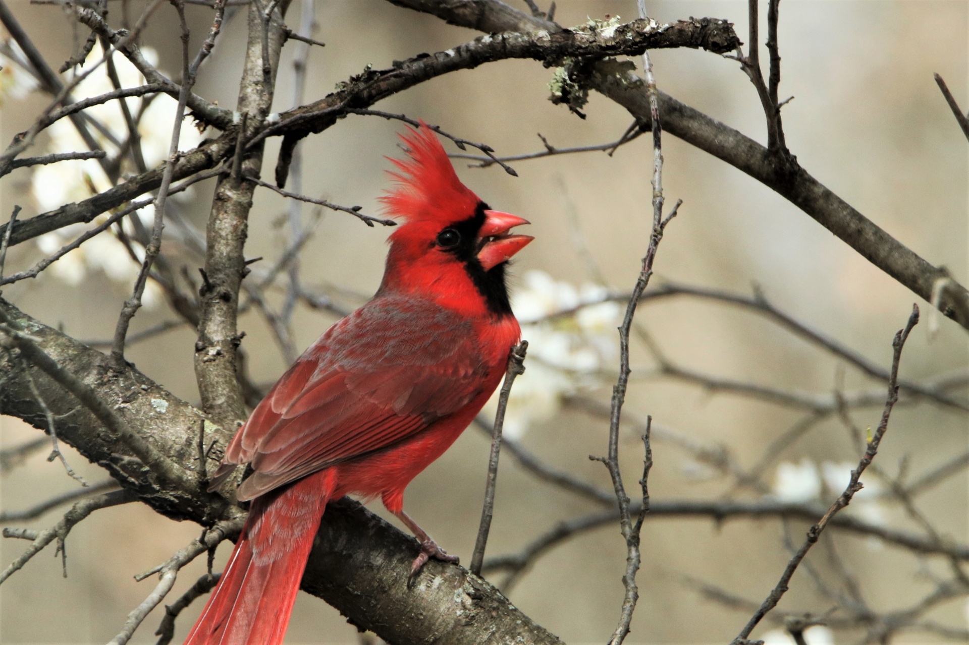 Northern Cardinal In Spring