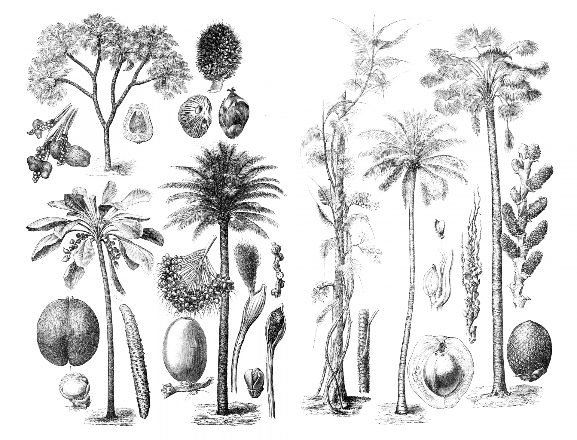 Palm Trees Vintage Illustration