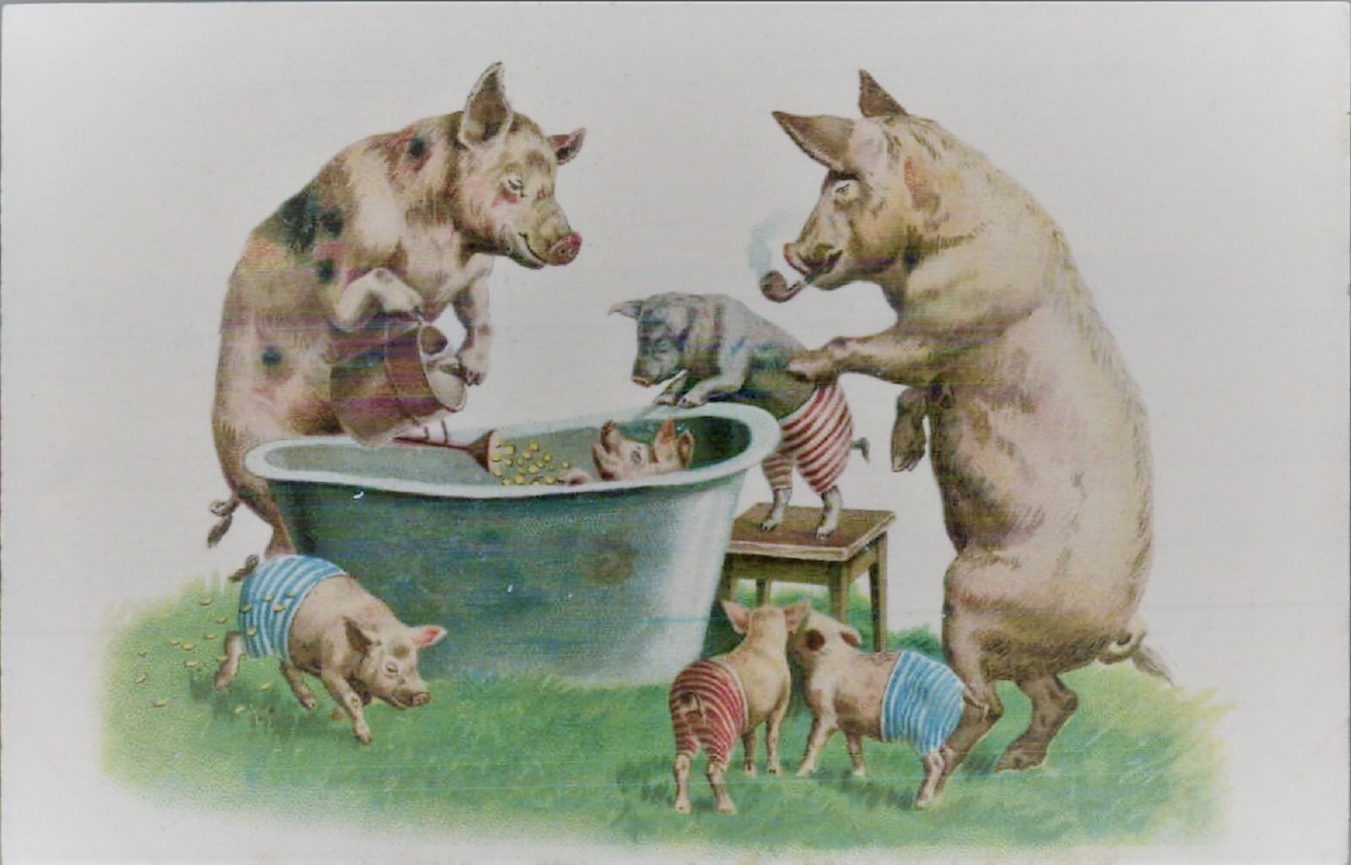 Pigs Bathing Time Ca 1903