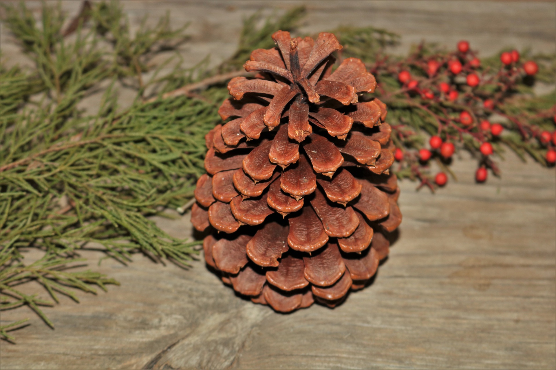 Pine Cone On Wood Close-up