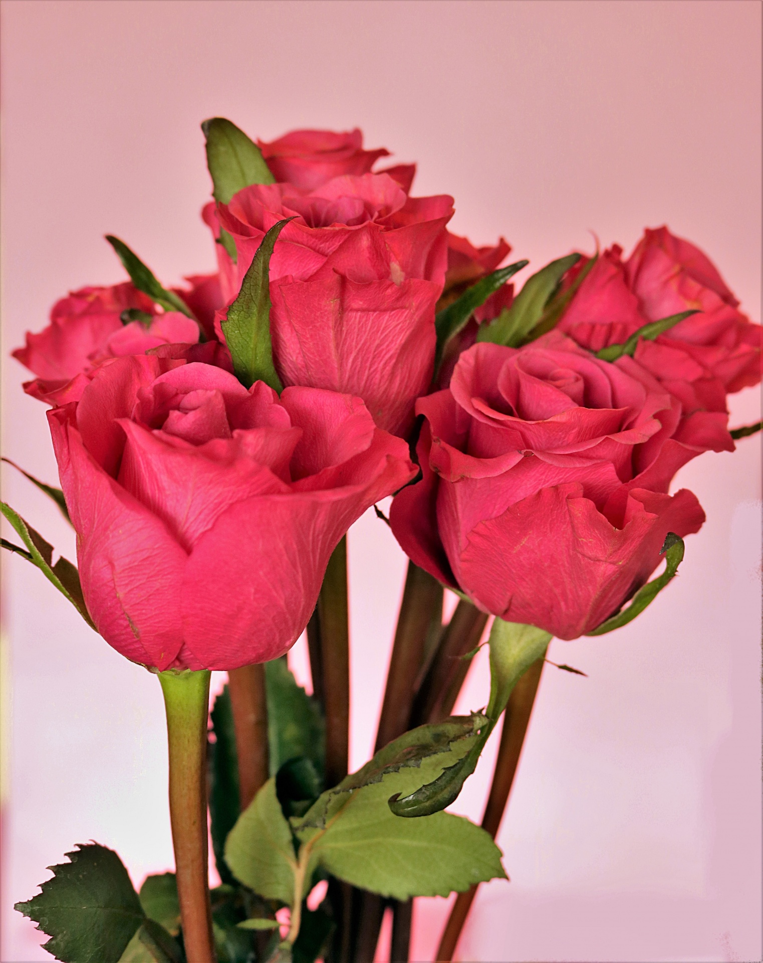 A bouquet of pink rose buds on a pink background.